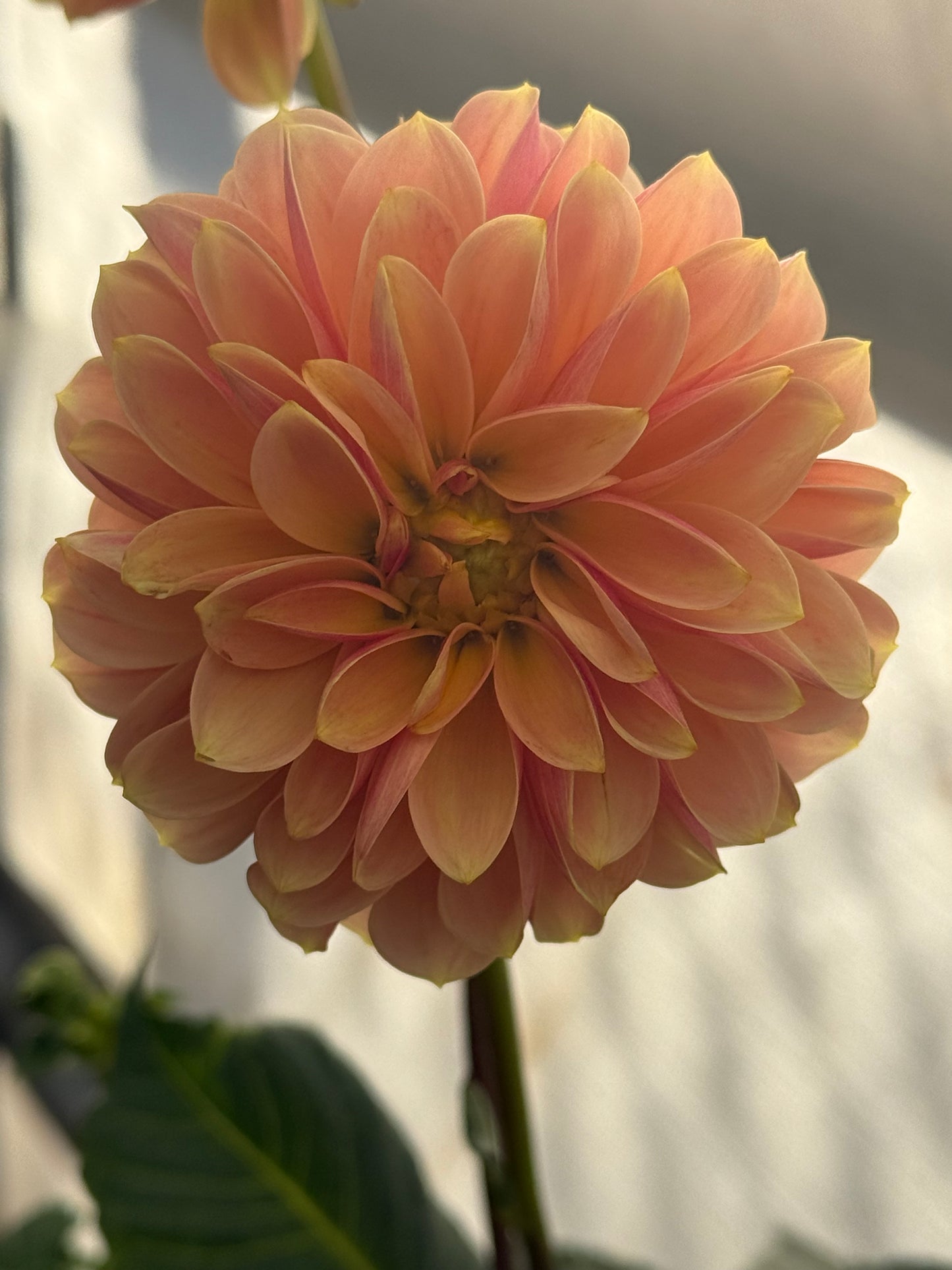 Peach Macaron Rooted Cutting