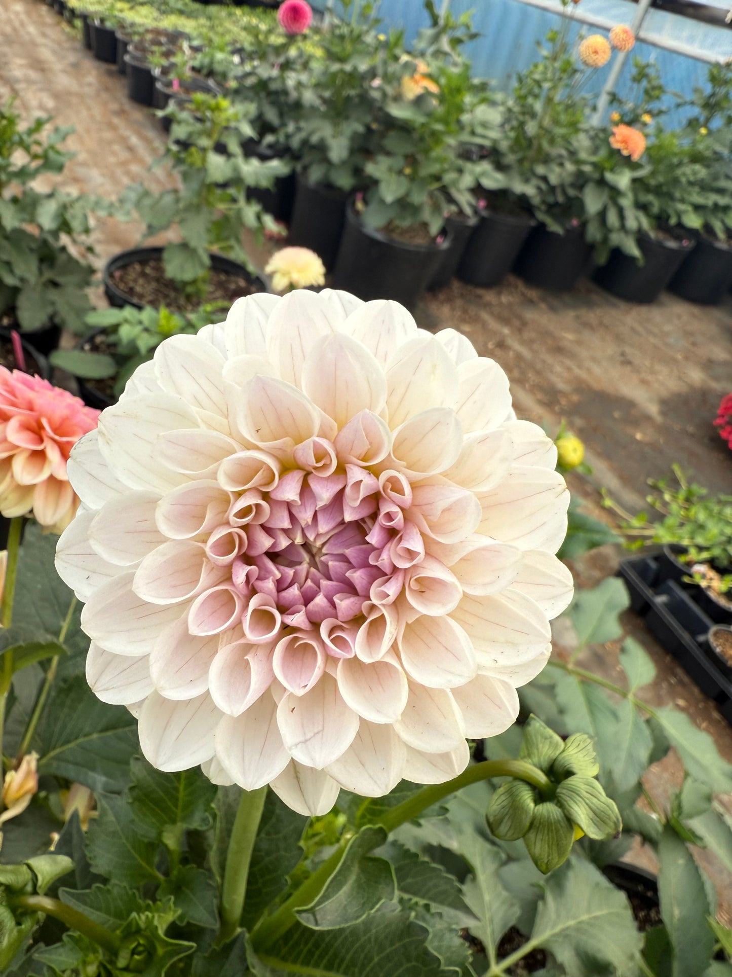 RM Hannah Joe Dahlia