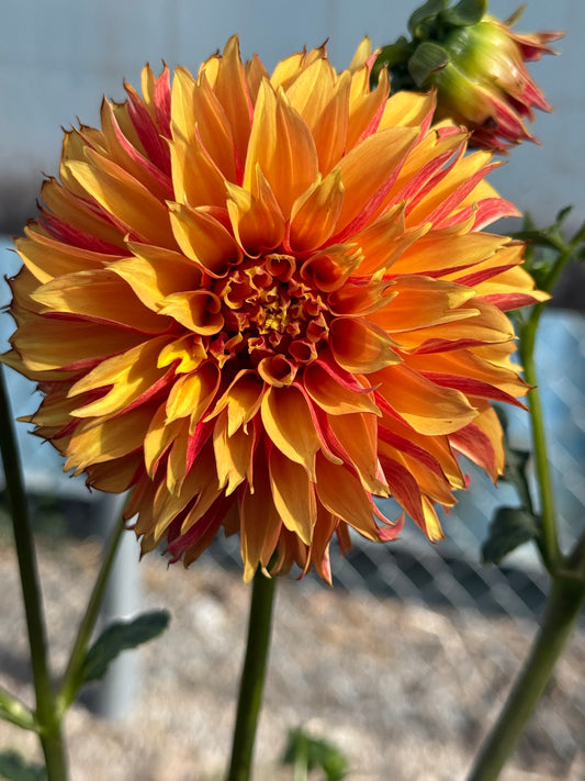 River's Phoenix Dahlia