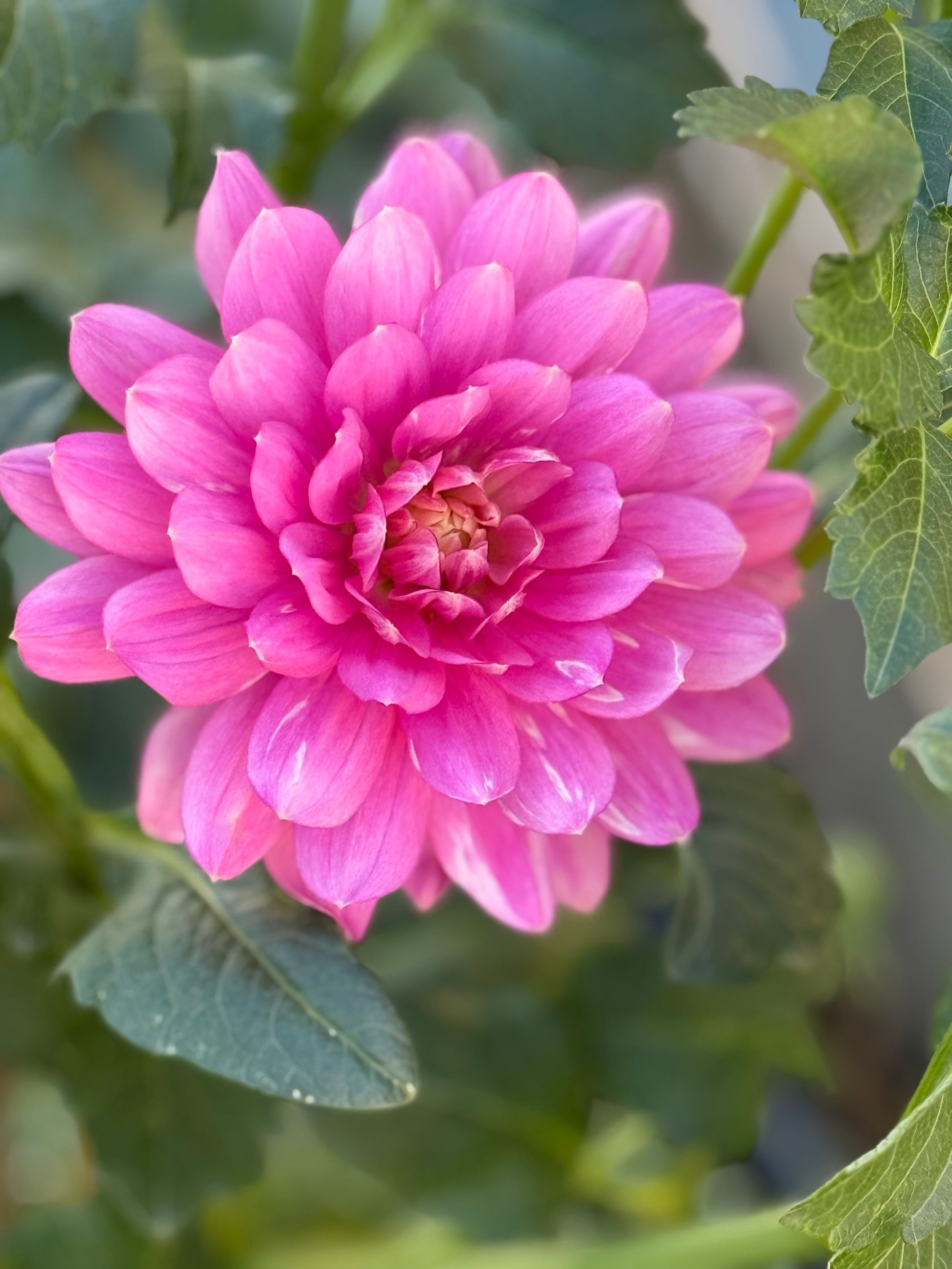 Hollyhill Pink Martini Dahlia