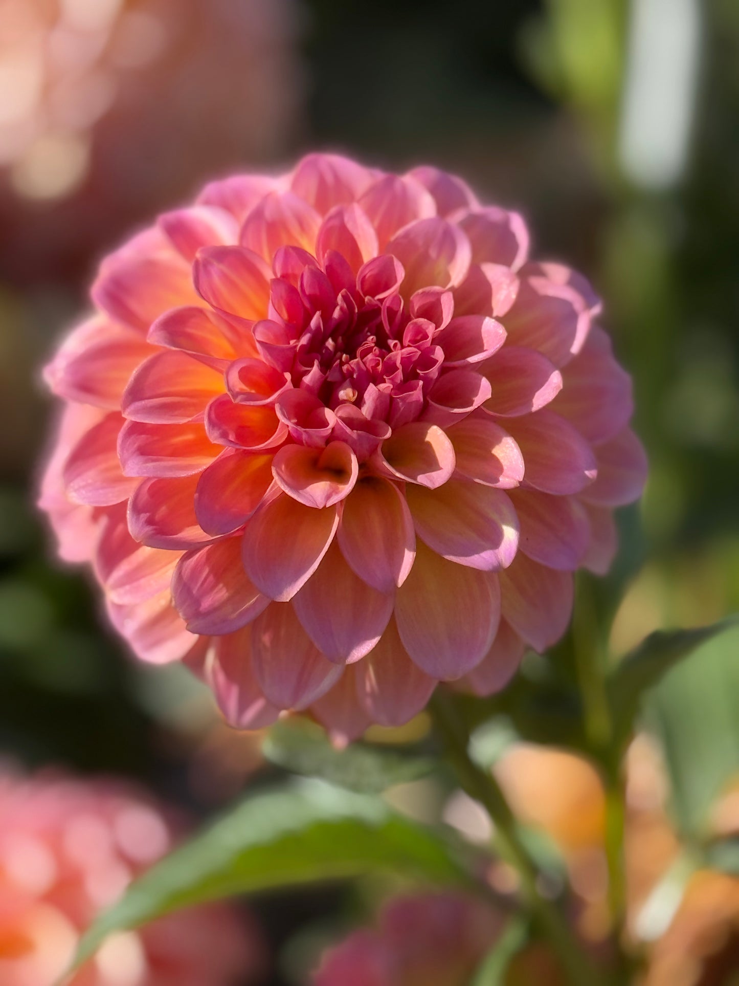 Bloomquist Dave Dahlia