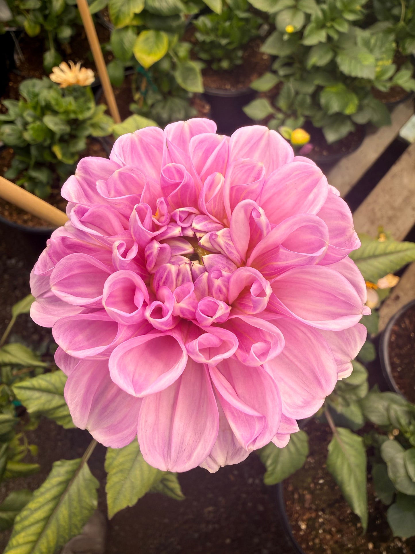 DL's Shy Violet Rooted Cuttings Shipping Apr 1 - May 15