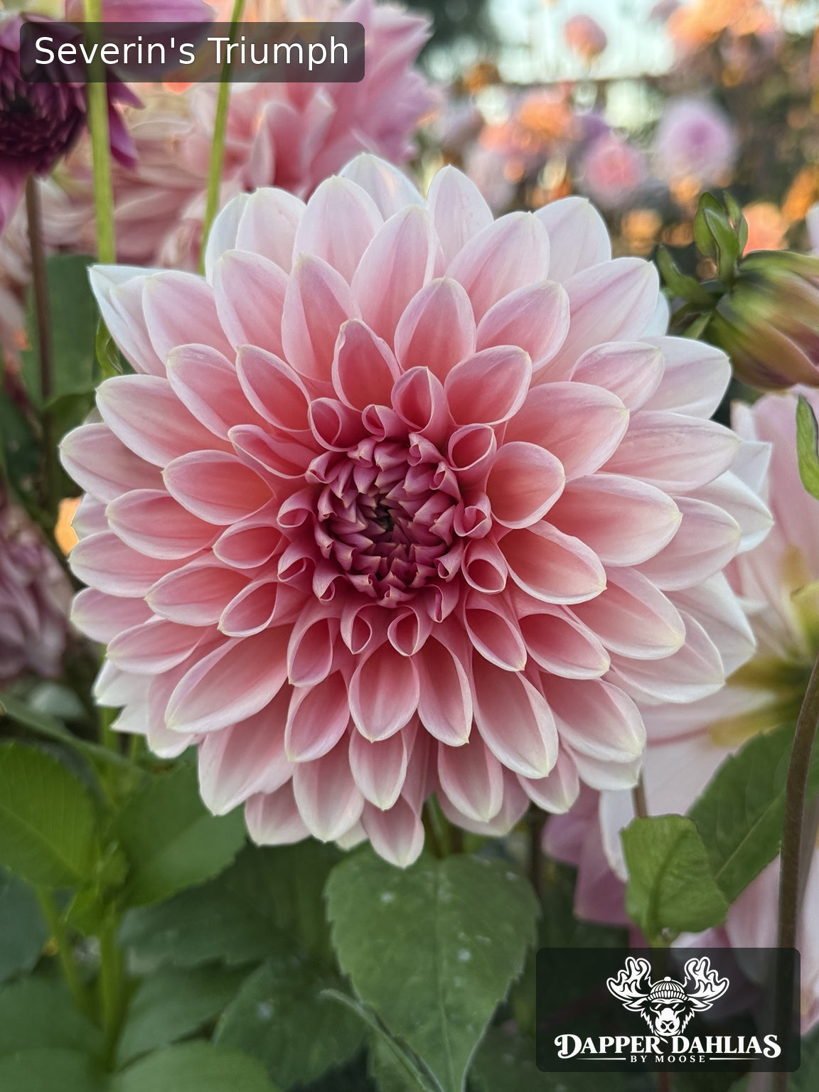 Severin's Triumph dahlia with layered blush-pink petals, pale tips, and a deeper rose-pink center, blooming in the garden