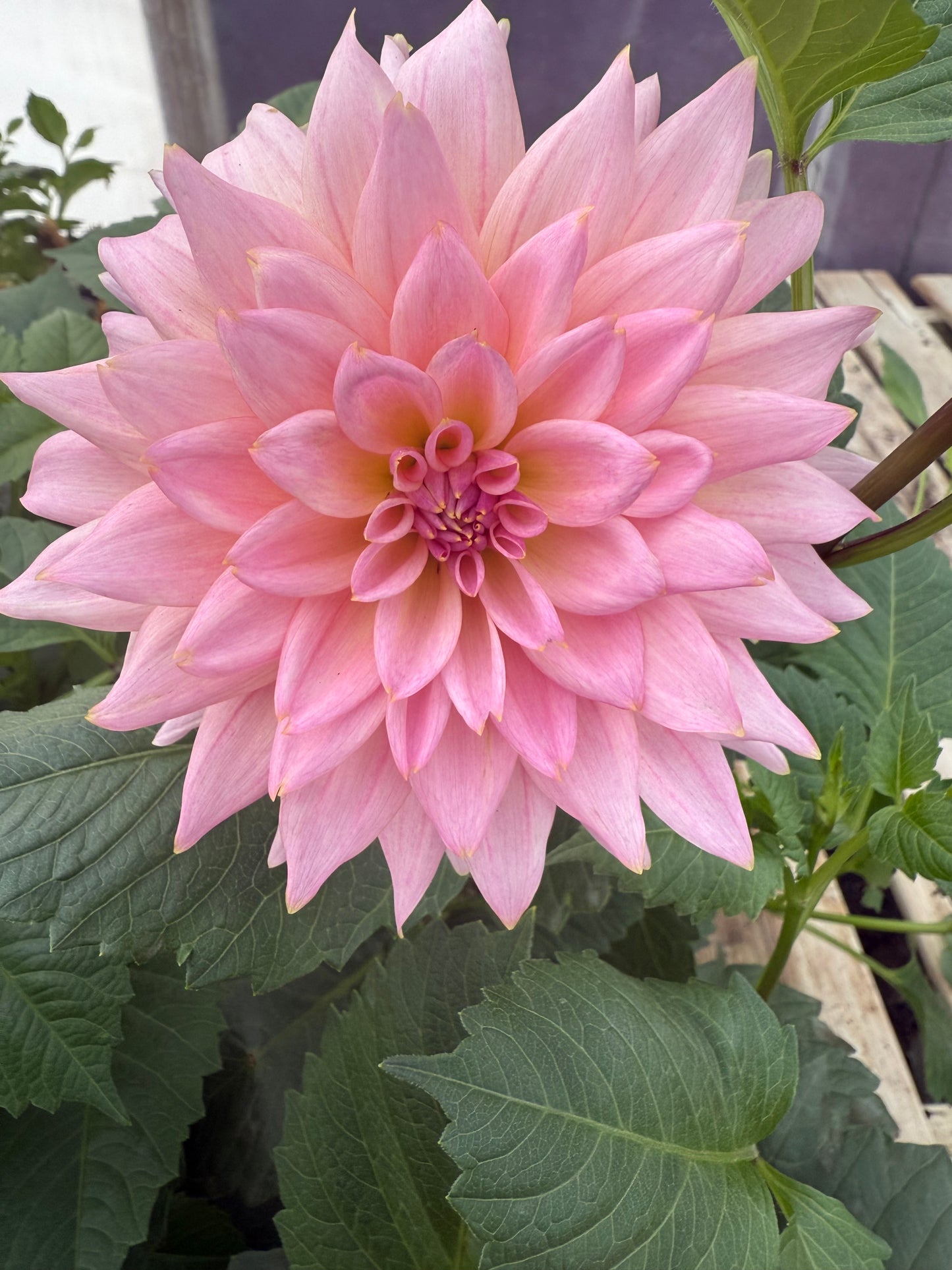 Lee's Grand Budapest Rooted Cuttings