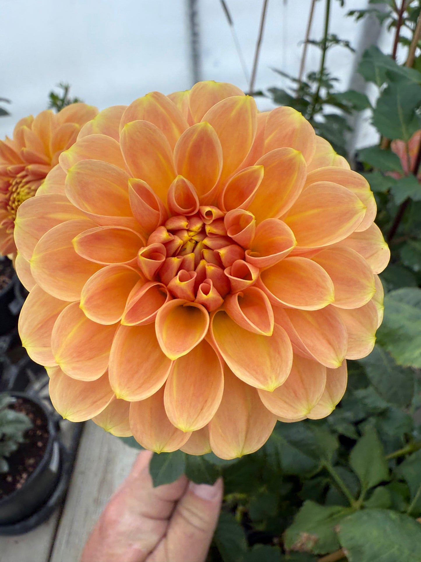 Peach Macaron Rooted Cutting