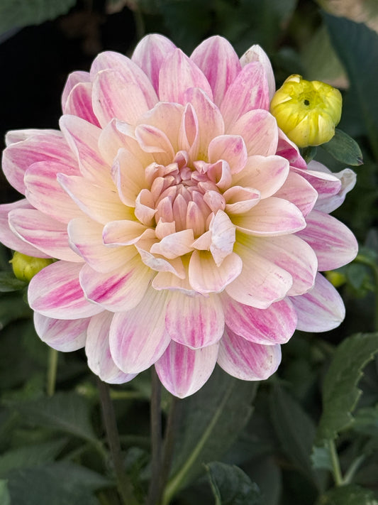 Kelgai Ann Rooted Cuttings