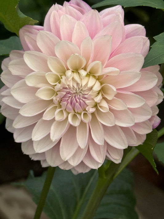 Lee's Provence Rooted Cuttings