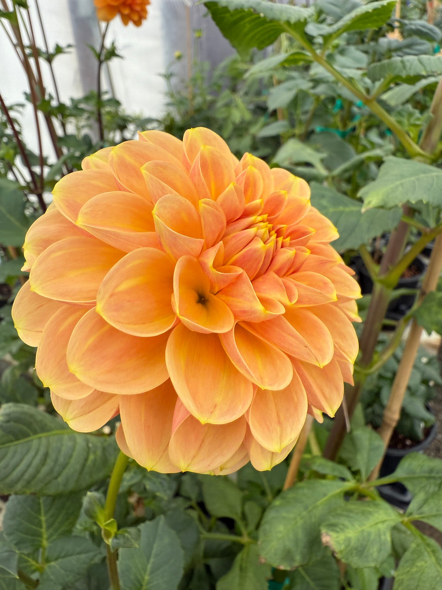 Peach Macaron Rooted Cutting