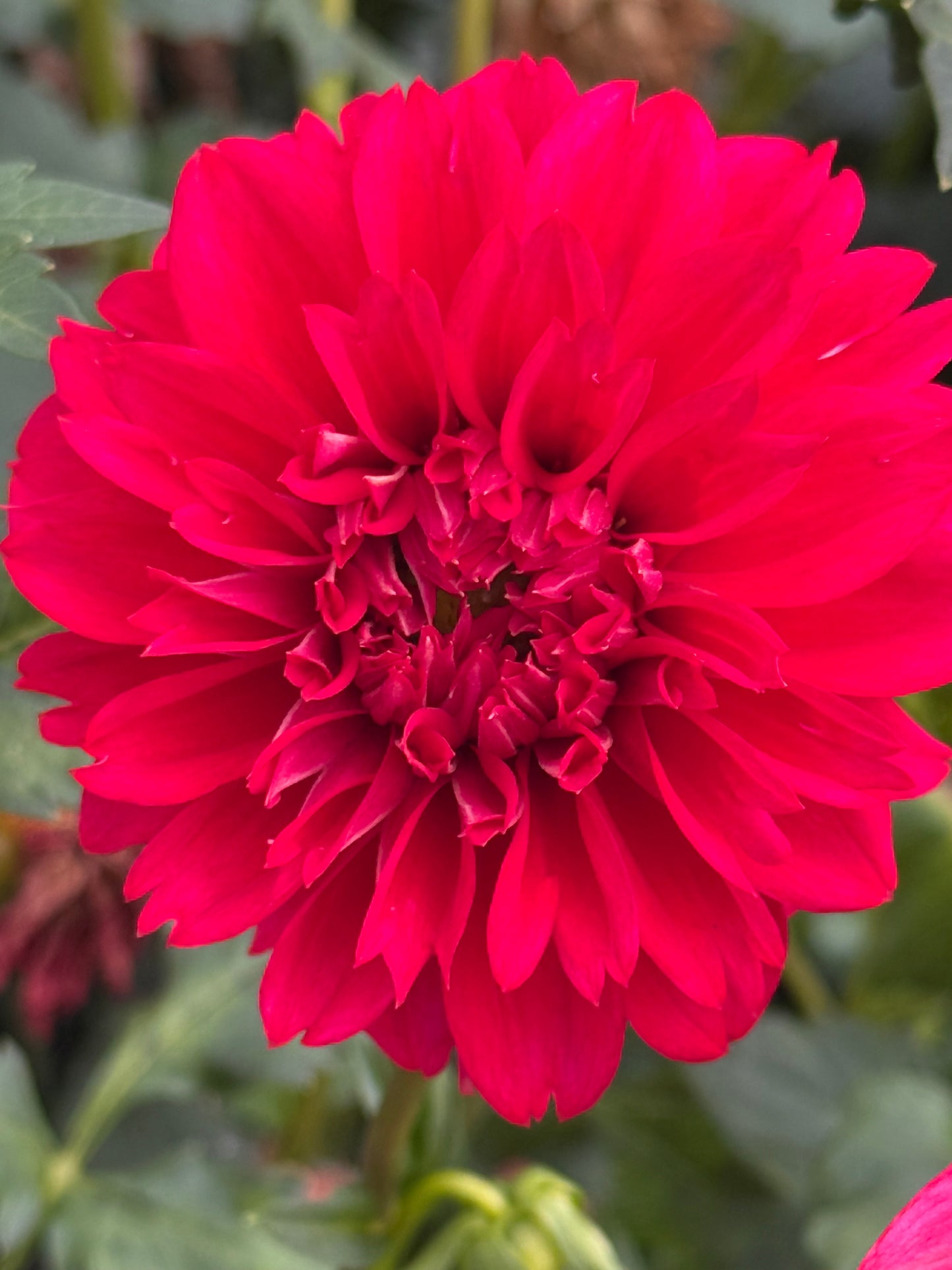 Lee's Elmo Rooted Cuttings