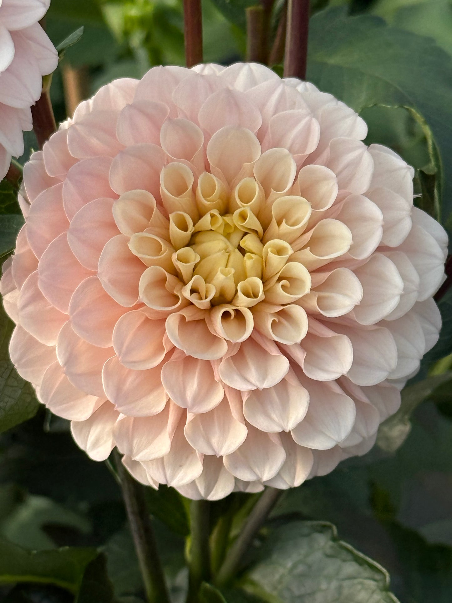 Levi's Revenant Rooted Cuttings