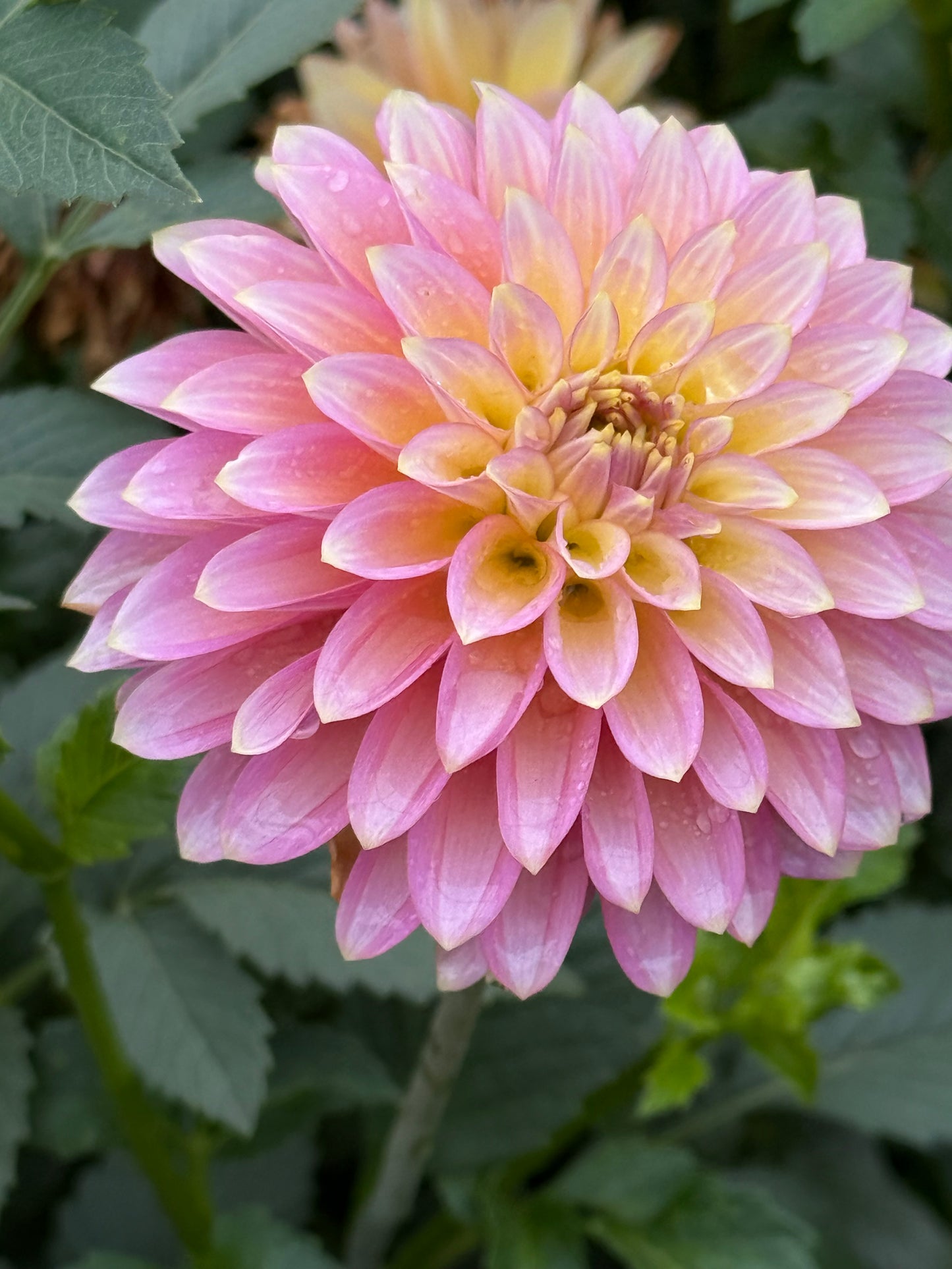 Bloomquist Essence Dahlia