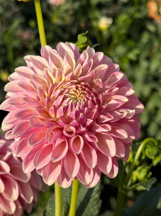 Boundary Sophie - an Australian dahlia plant blooming in the field at Dapper Dahlias