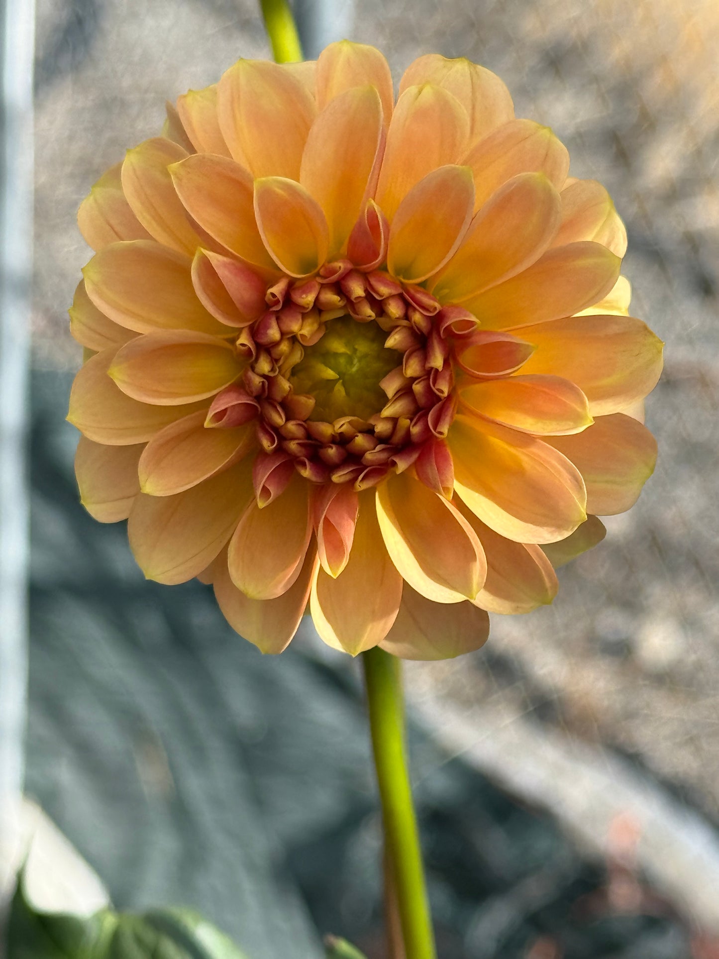 Peach Macaron Rooted Cutting