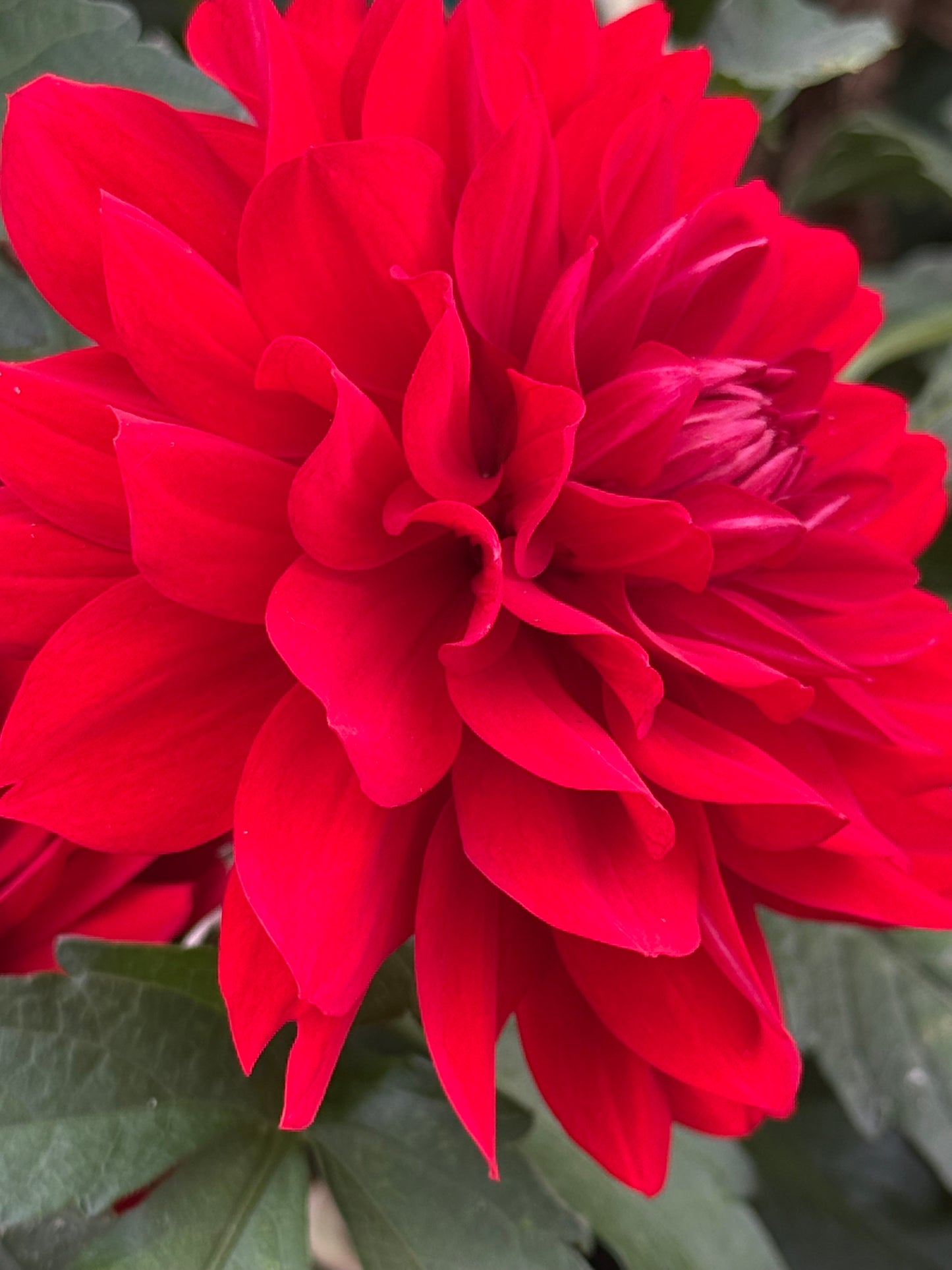 R Mona Rooted Cuttings