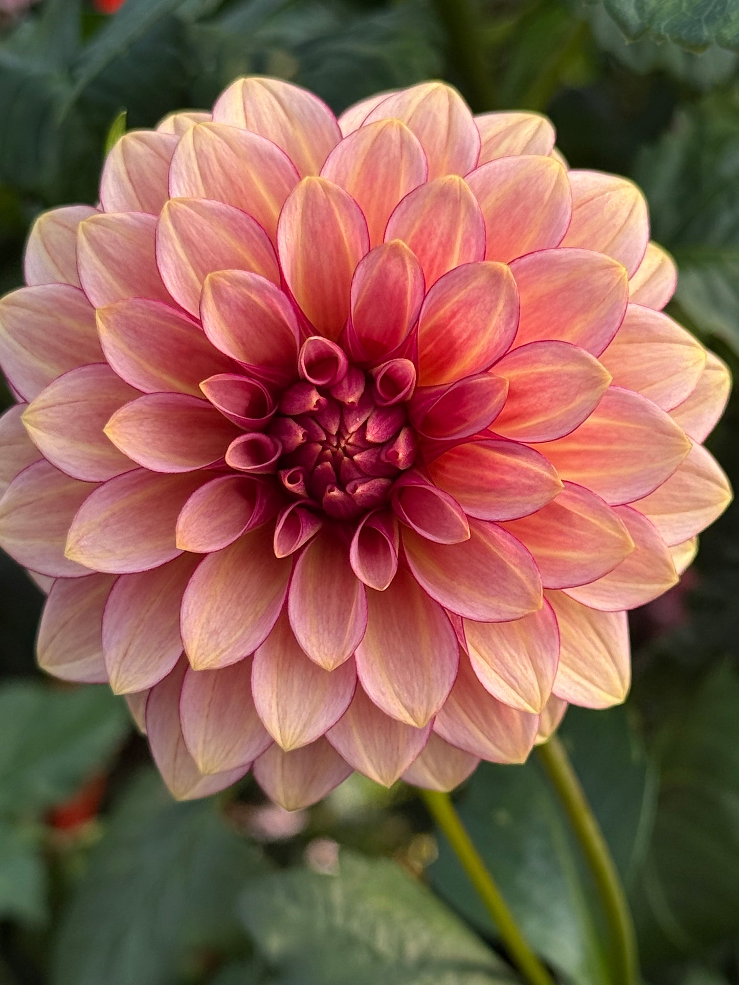 RM Raspberry Twinkle Rooted Cuttings