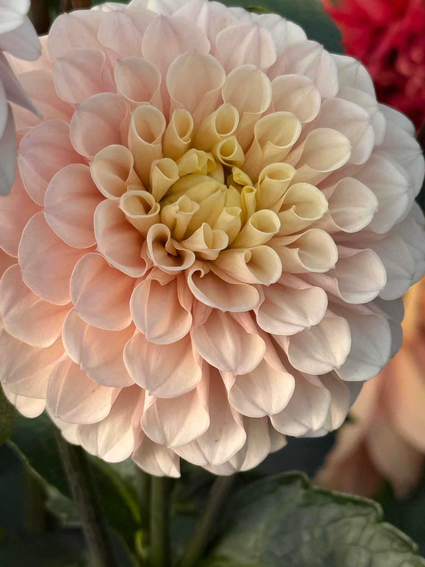 Levi's Revenant Rooted Cuttings