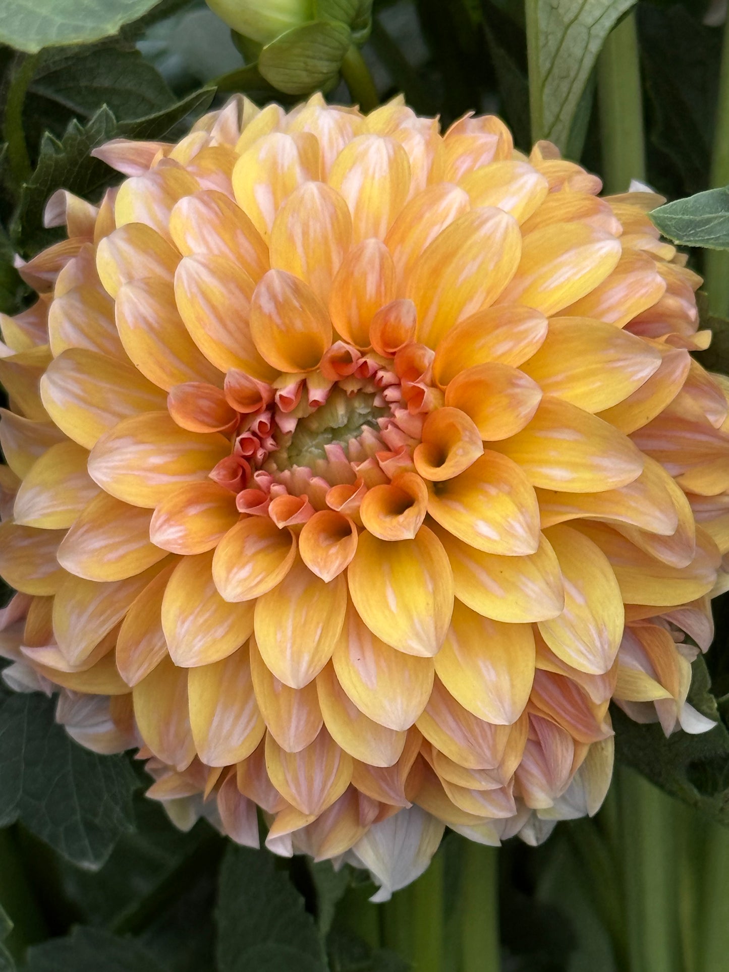 Lee’s Chloe Rooted Cuttings