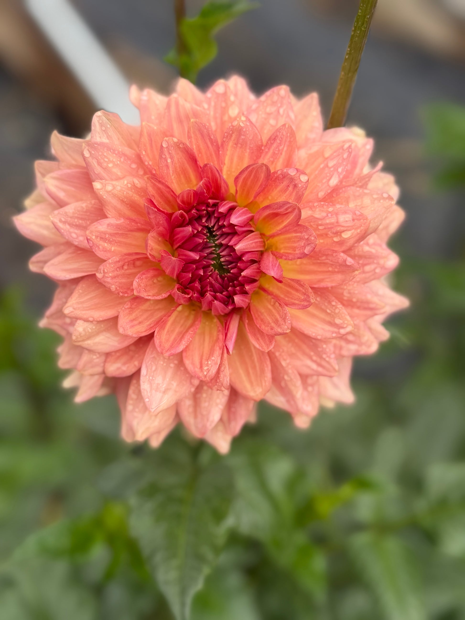 Cara Elizabeth Dahlia