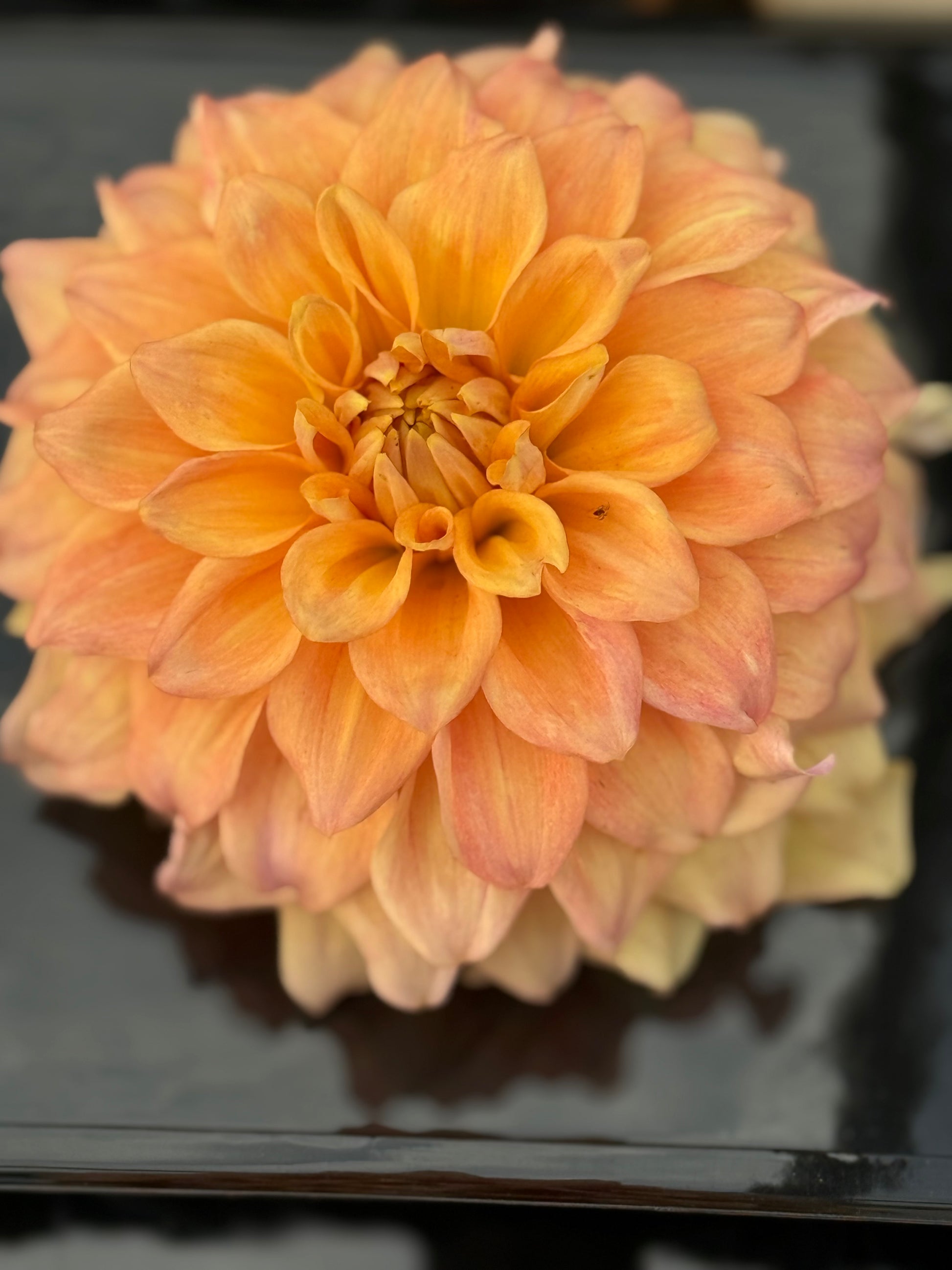 Hapet Coral Charm Dahlia