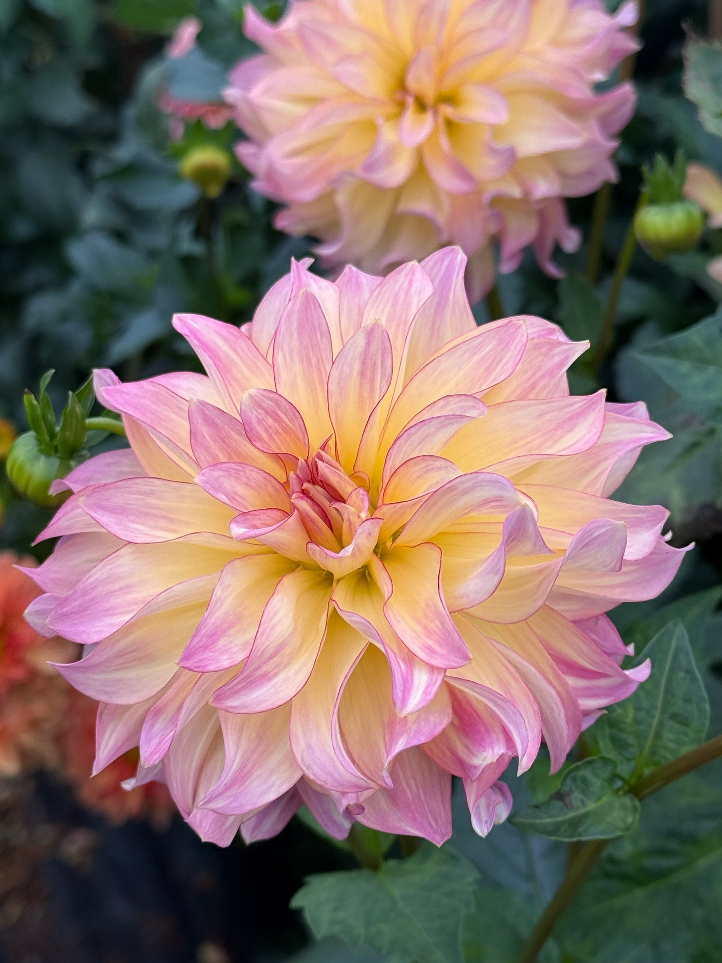 AC Twisp Rooted Cuttings