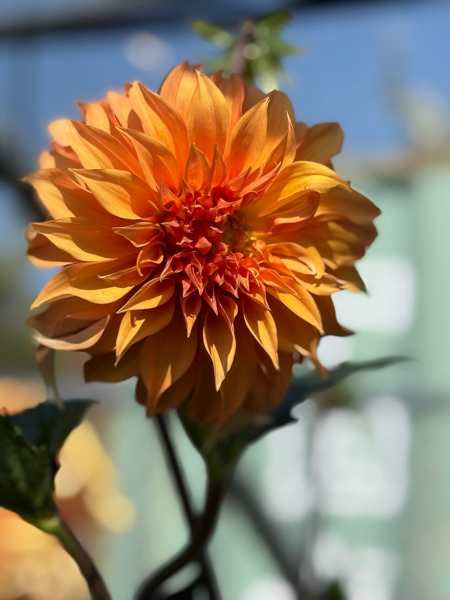 Bloomquist Snickerdoodle Rooted Cuttings