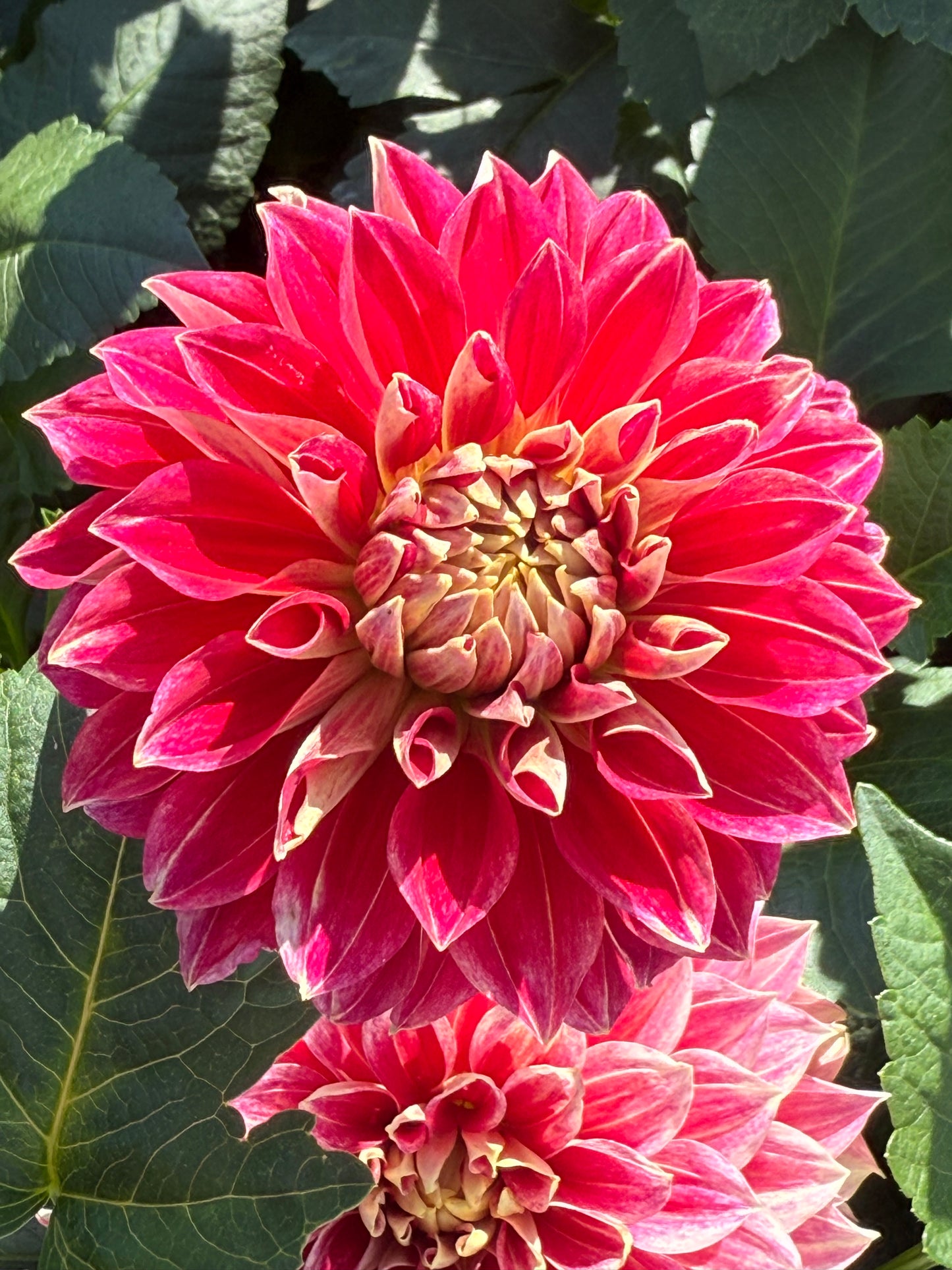 Hapet Cinderella Dahlias