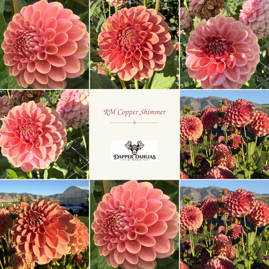 Photo collage of RM Copper Shimmer dahlias showing copper-pink blooms in close-ups and field views around a branded label.