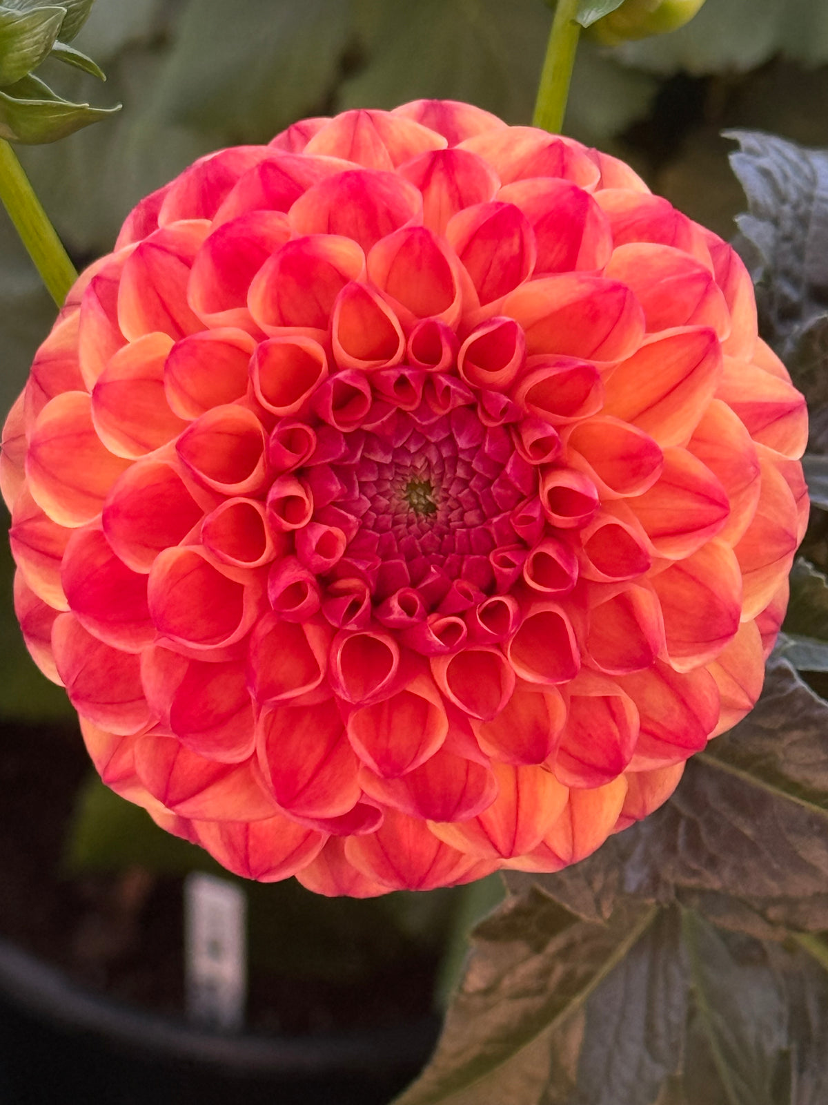 Parklea KB Australian Dahlia Rooted Cutting Tuber