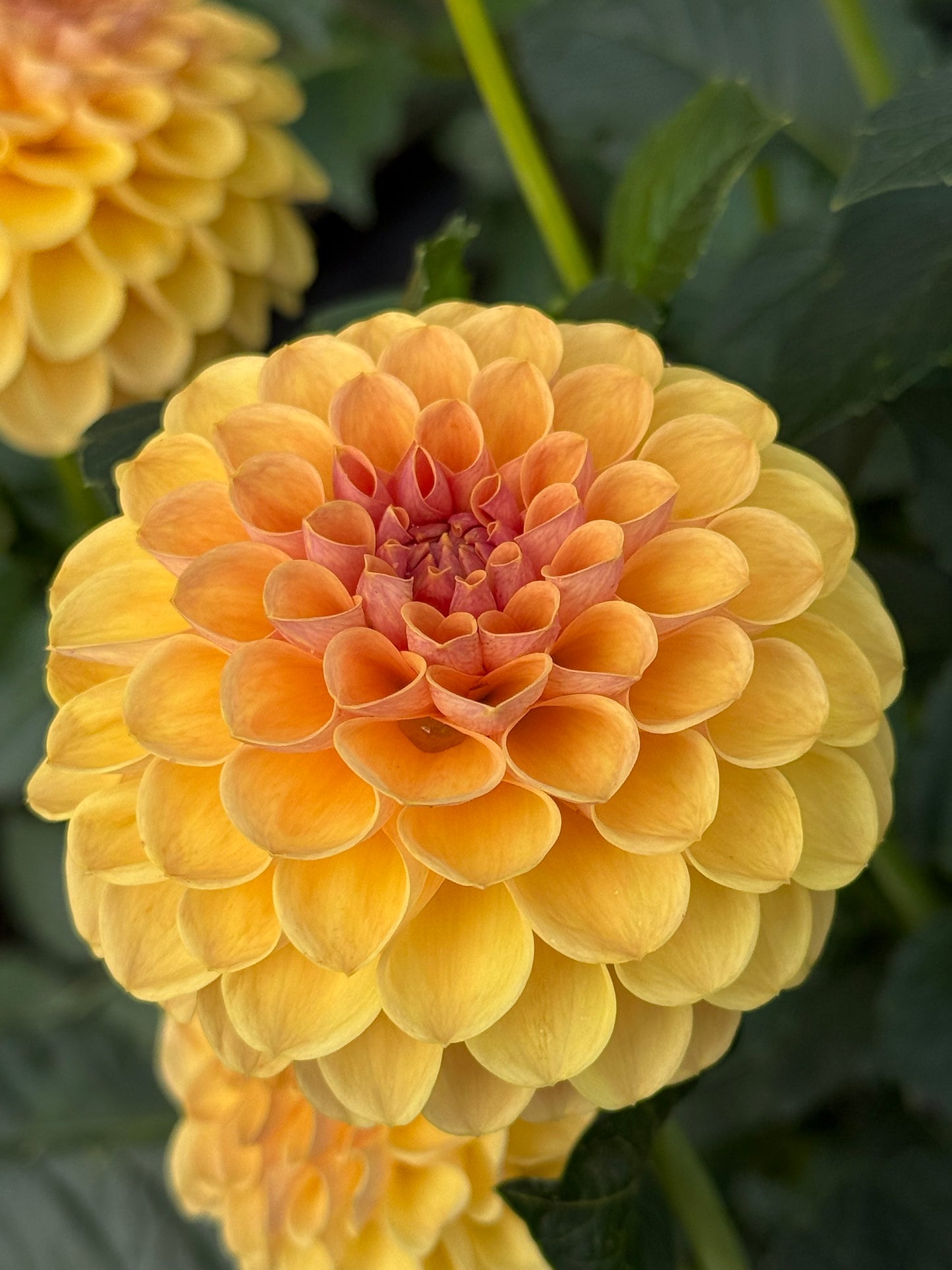 KA’s®️ Daybreak