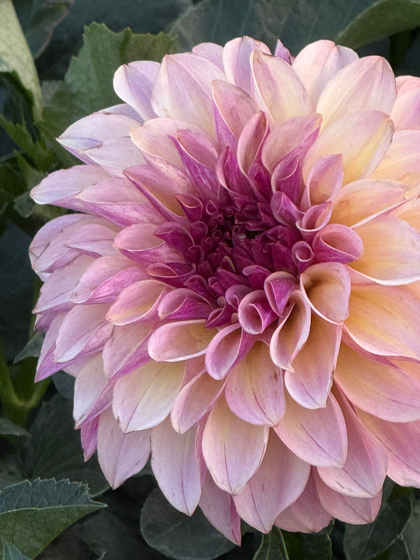 KA’s®️ Cafe Mauve Rooted Cuttings