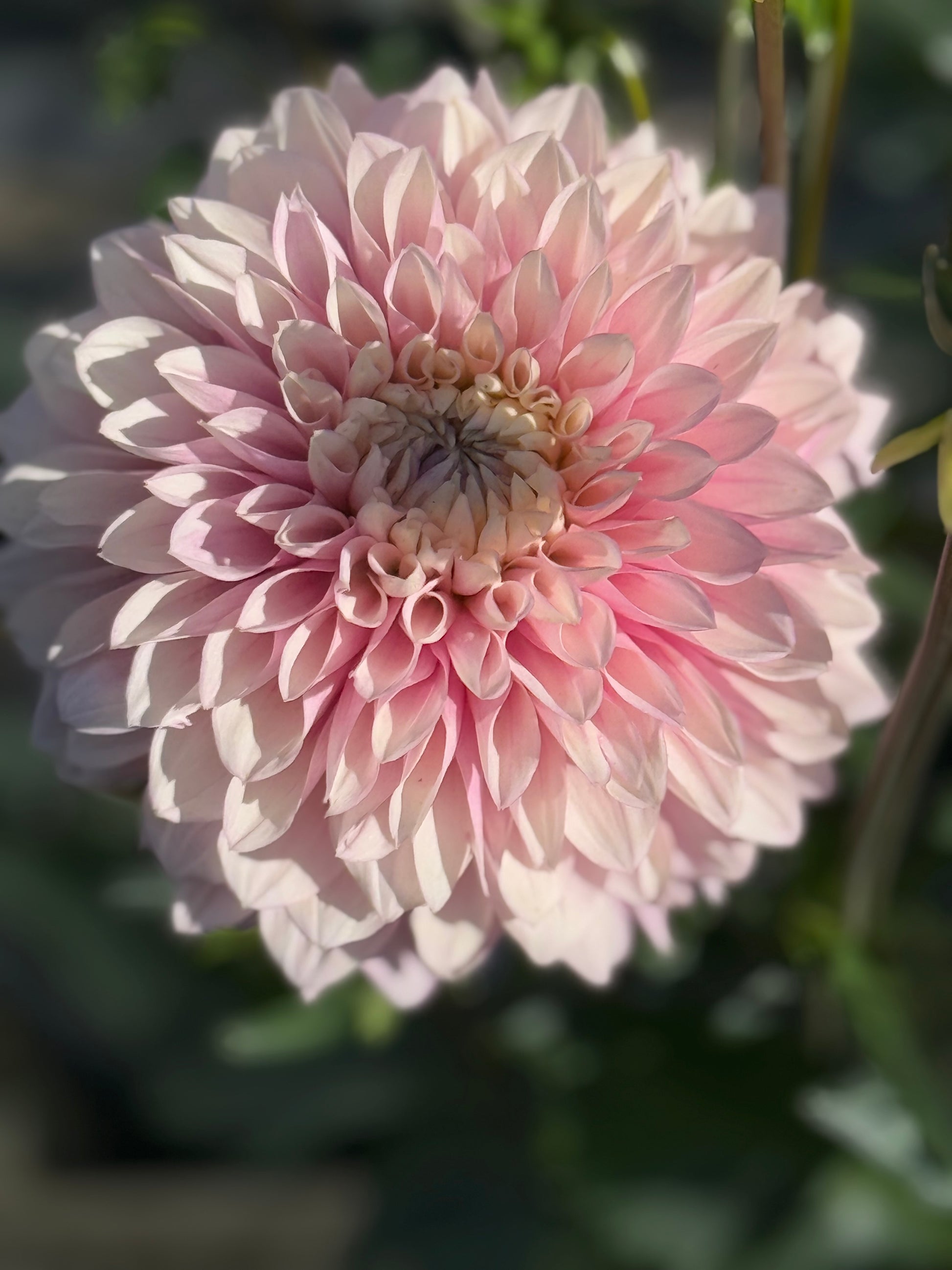 Lee's Swoosie Dahlia