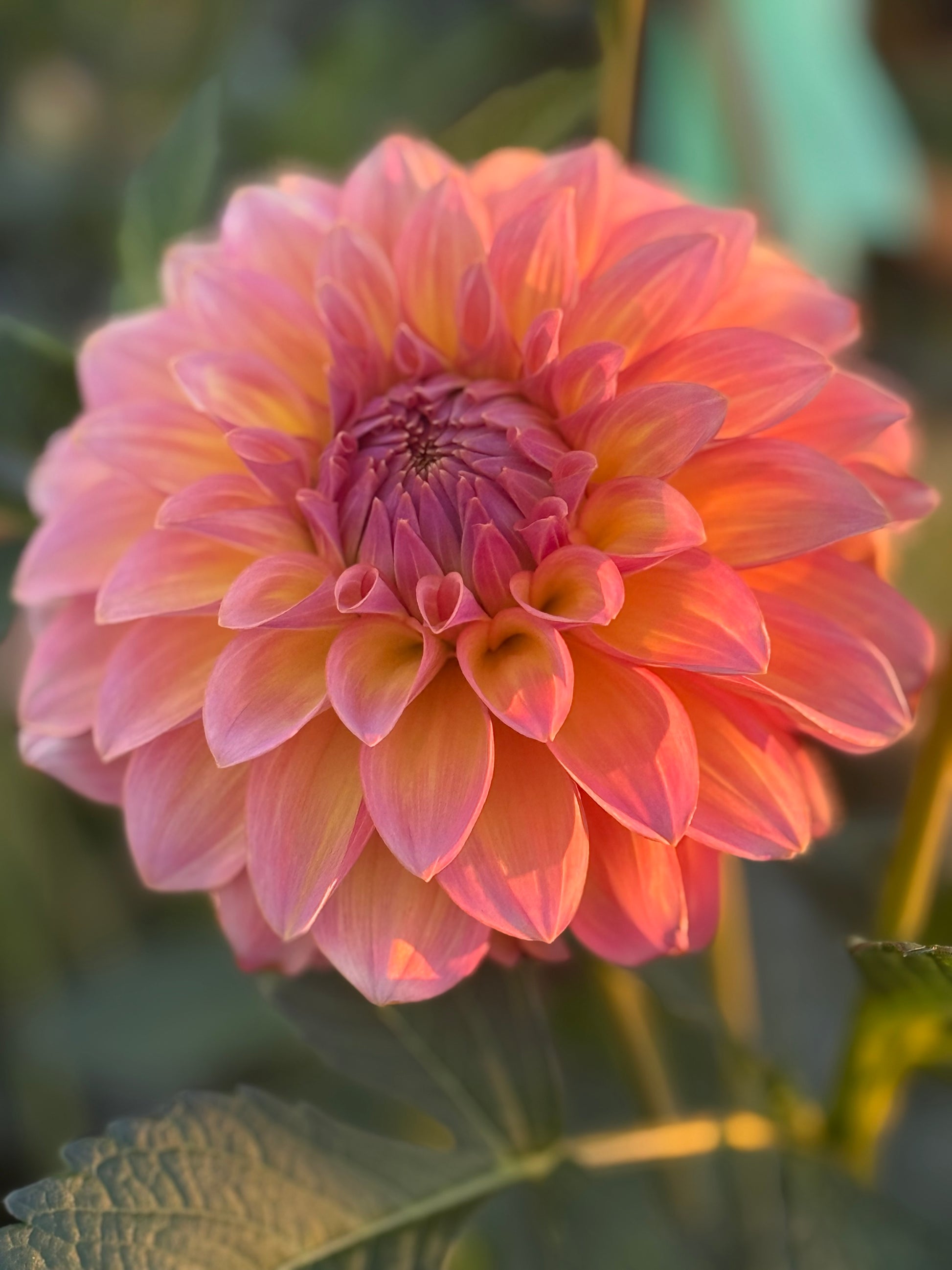 Bloomquist Dave Dahlia