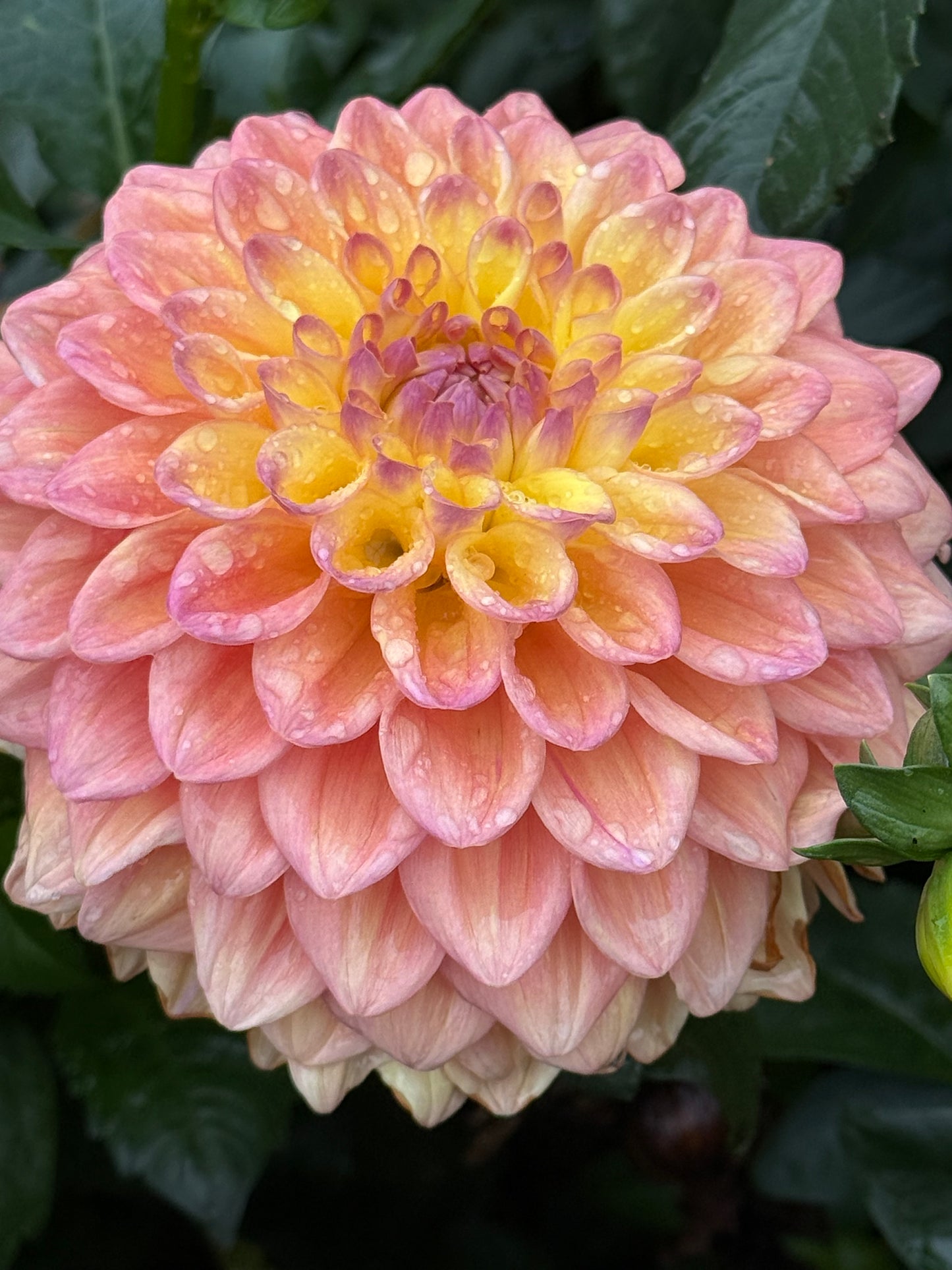 Dikara Jodi Rooted Cuttings