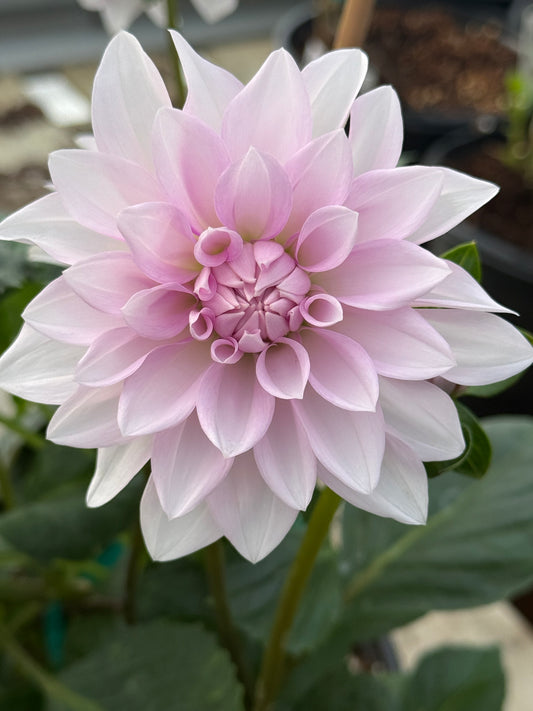 Amelia Bedelia Rooted Cutting Shipping April 1 - May 15