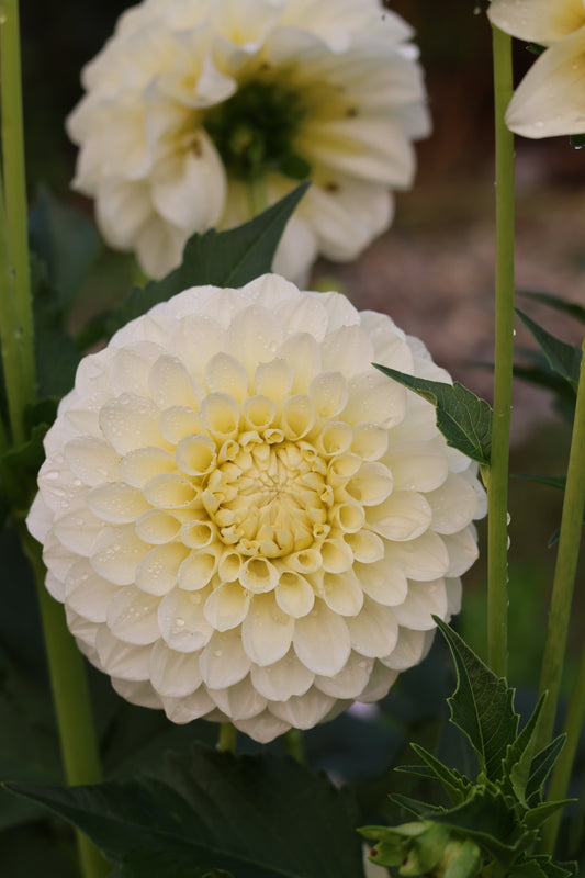 RM Canoodle Rooted Cuttings