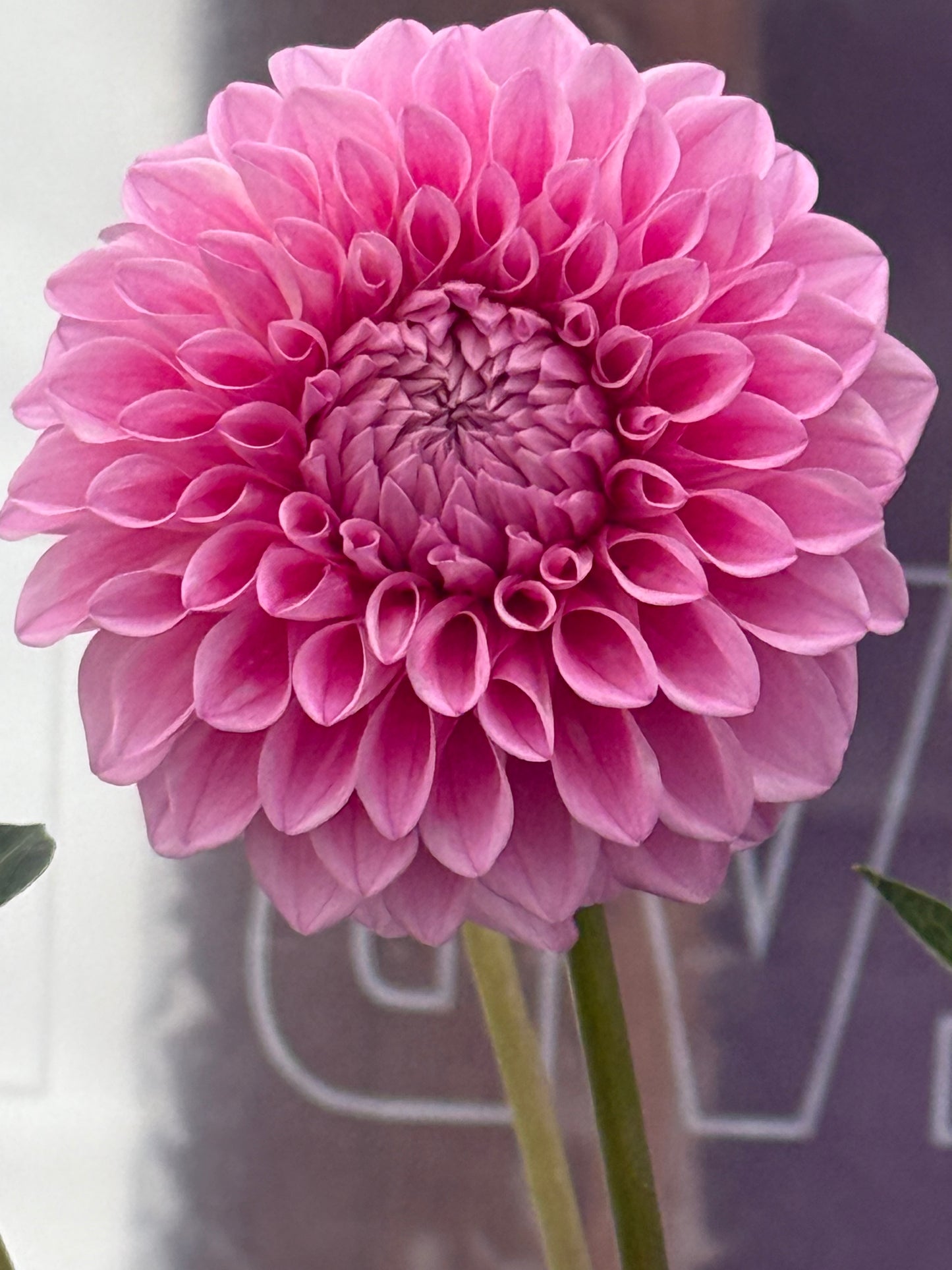 Lee's Hubba Bubba Rooted Cuttings