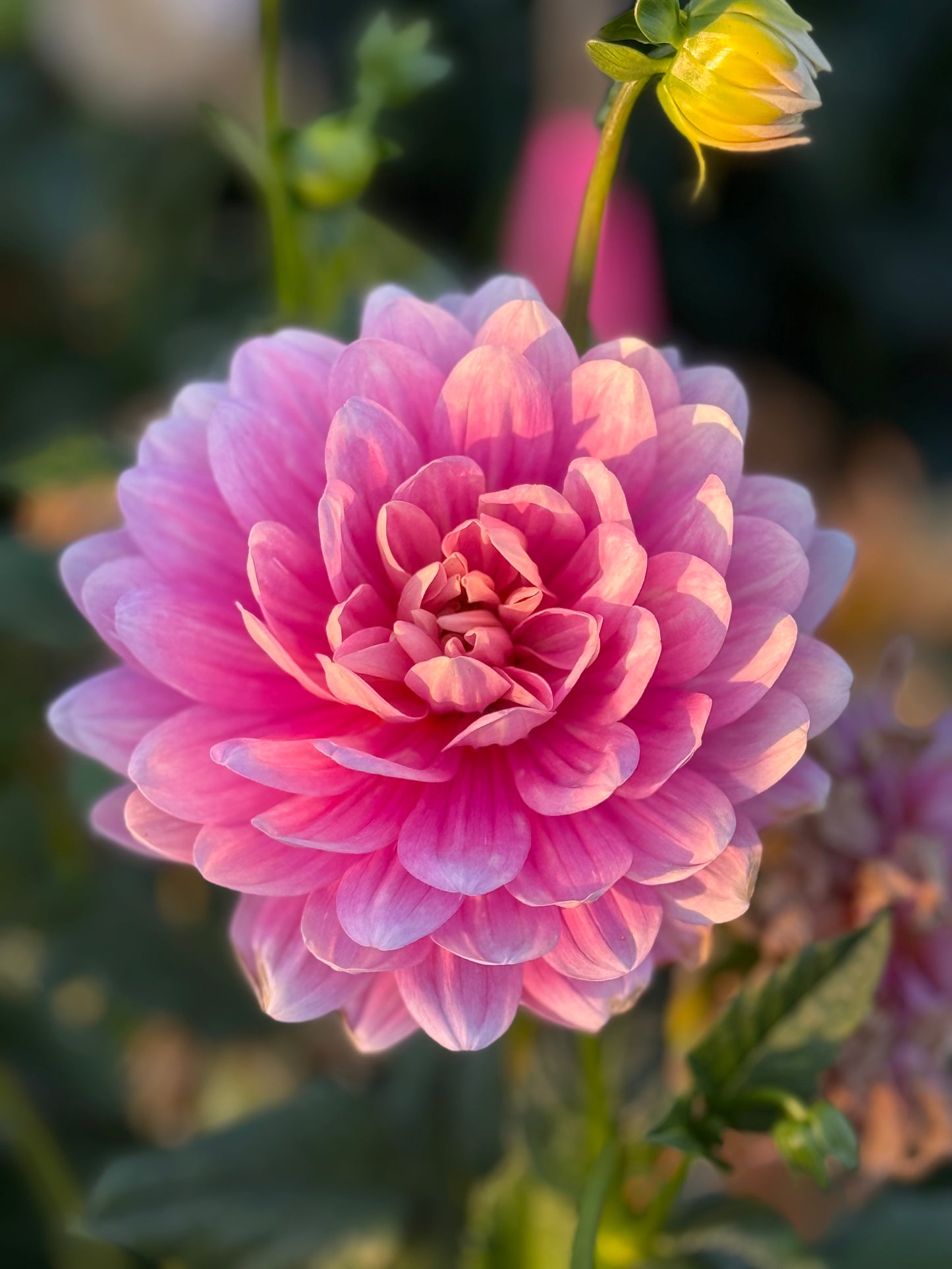 Hollyhill Pink Parfait Dahlia