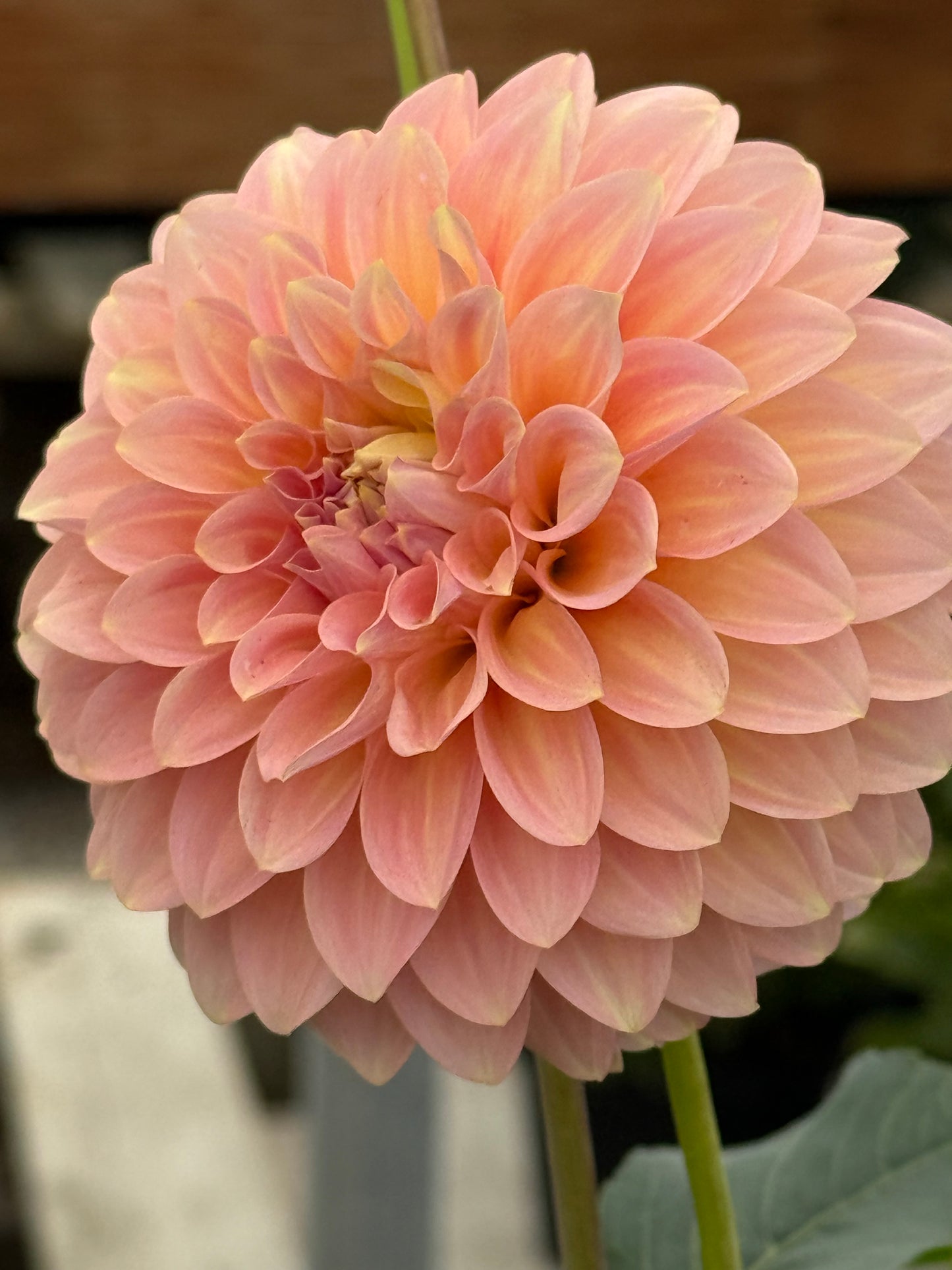 Coorabell Jessie Dahlia