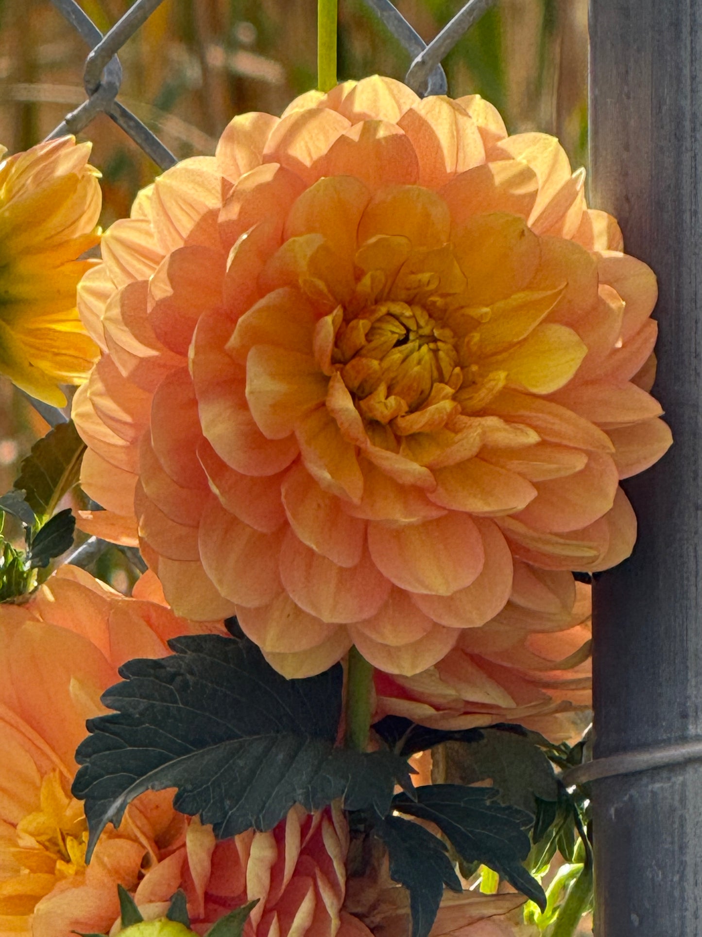Hollyhill Serenity Dahlia