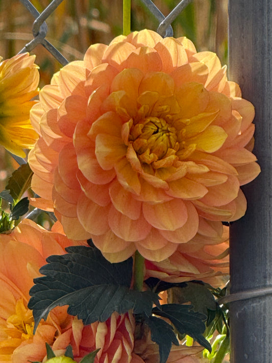 Hollyhill Serenity Dahlia