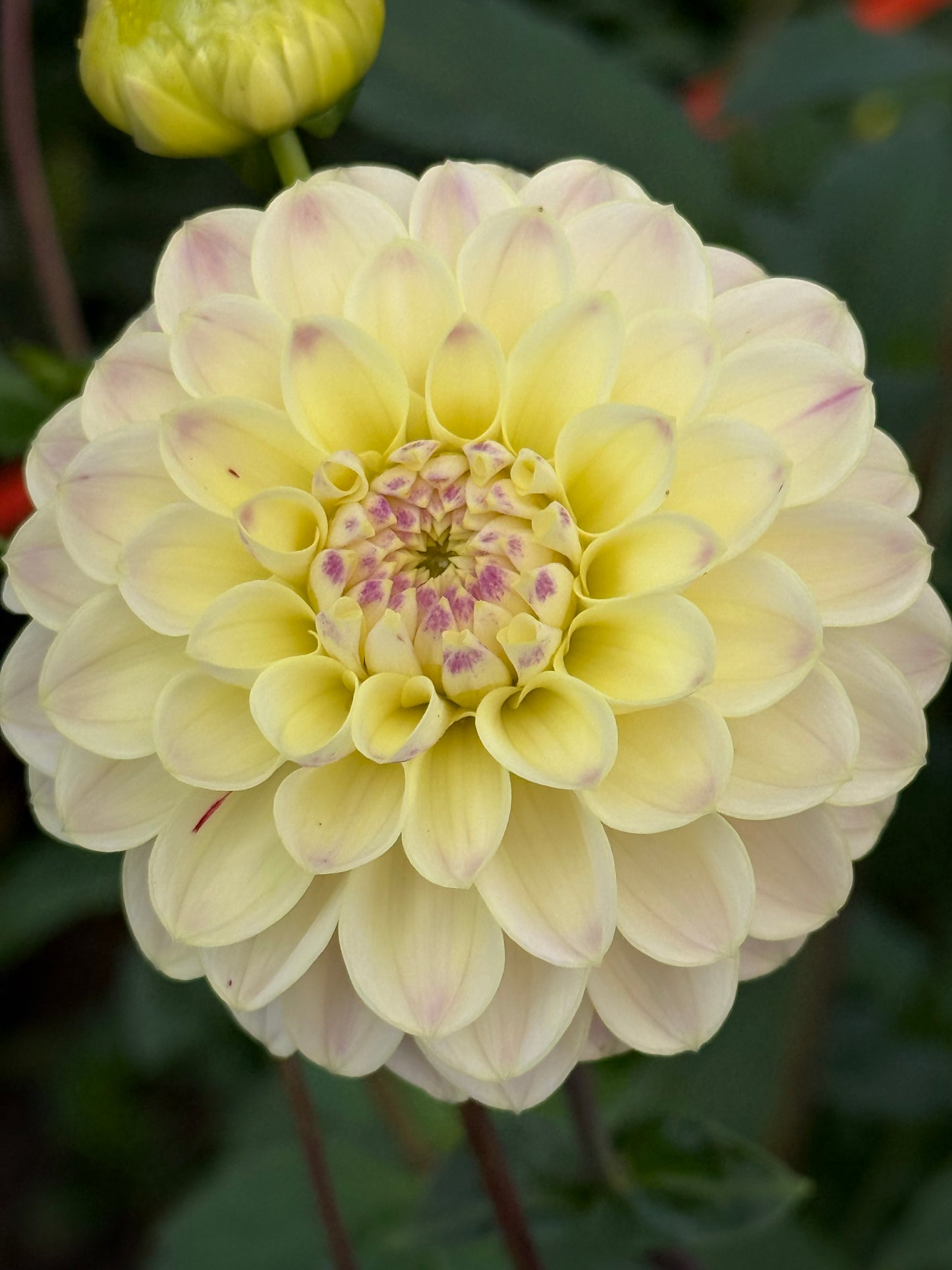 RM Karoline Rooted Cuttings