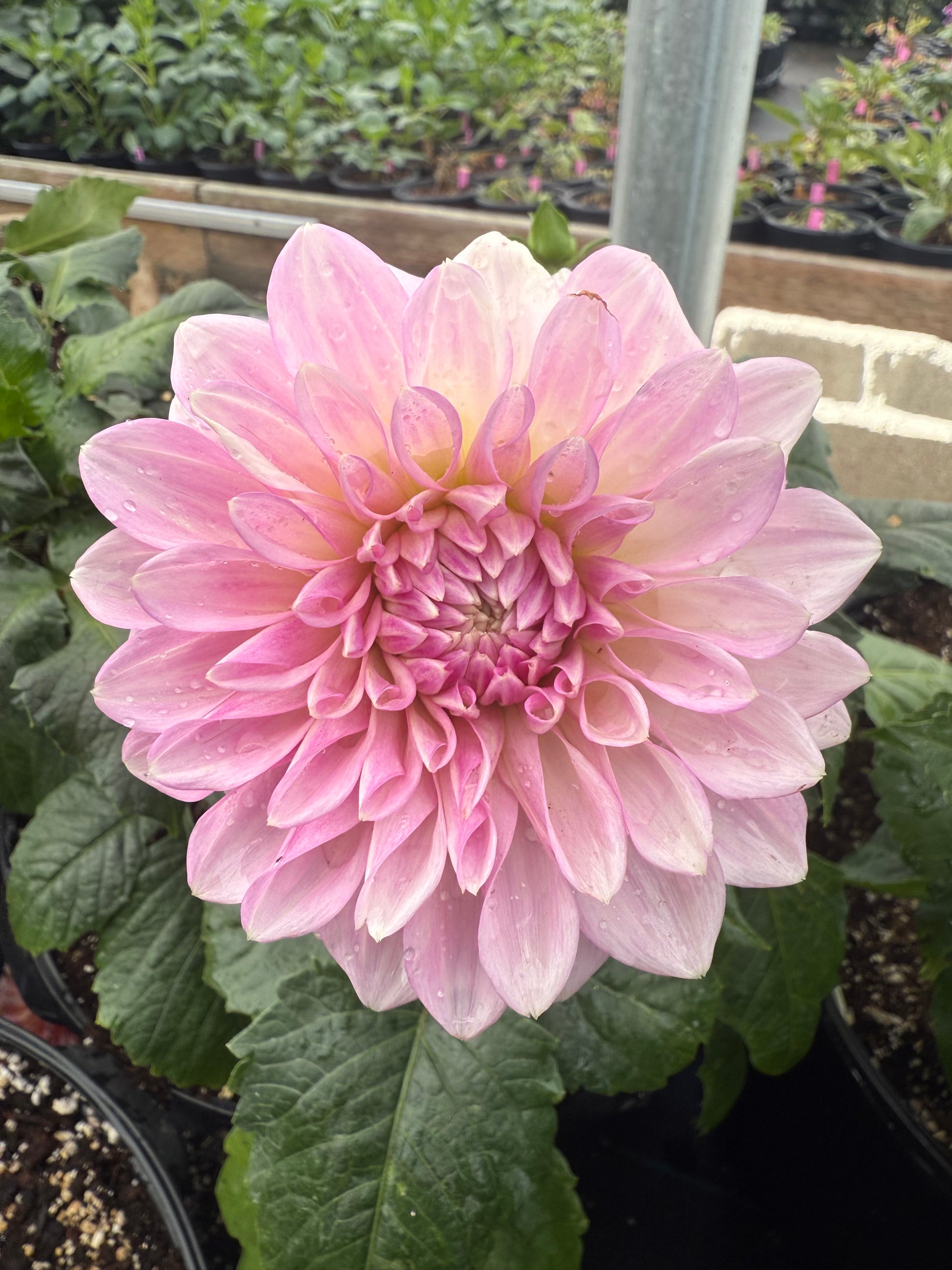 Lee's Sweet Tooth Dahlia