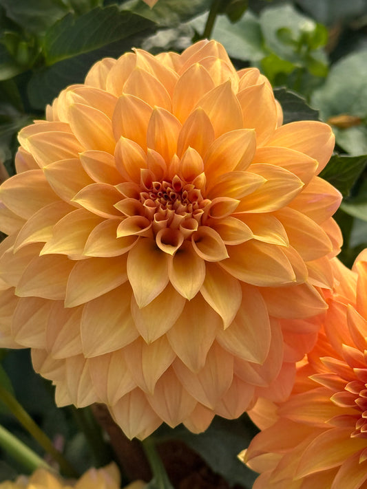 Lee’s Chloe Rooted Cuttings