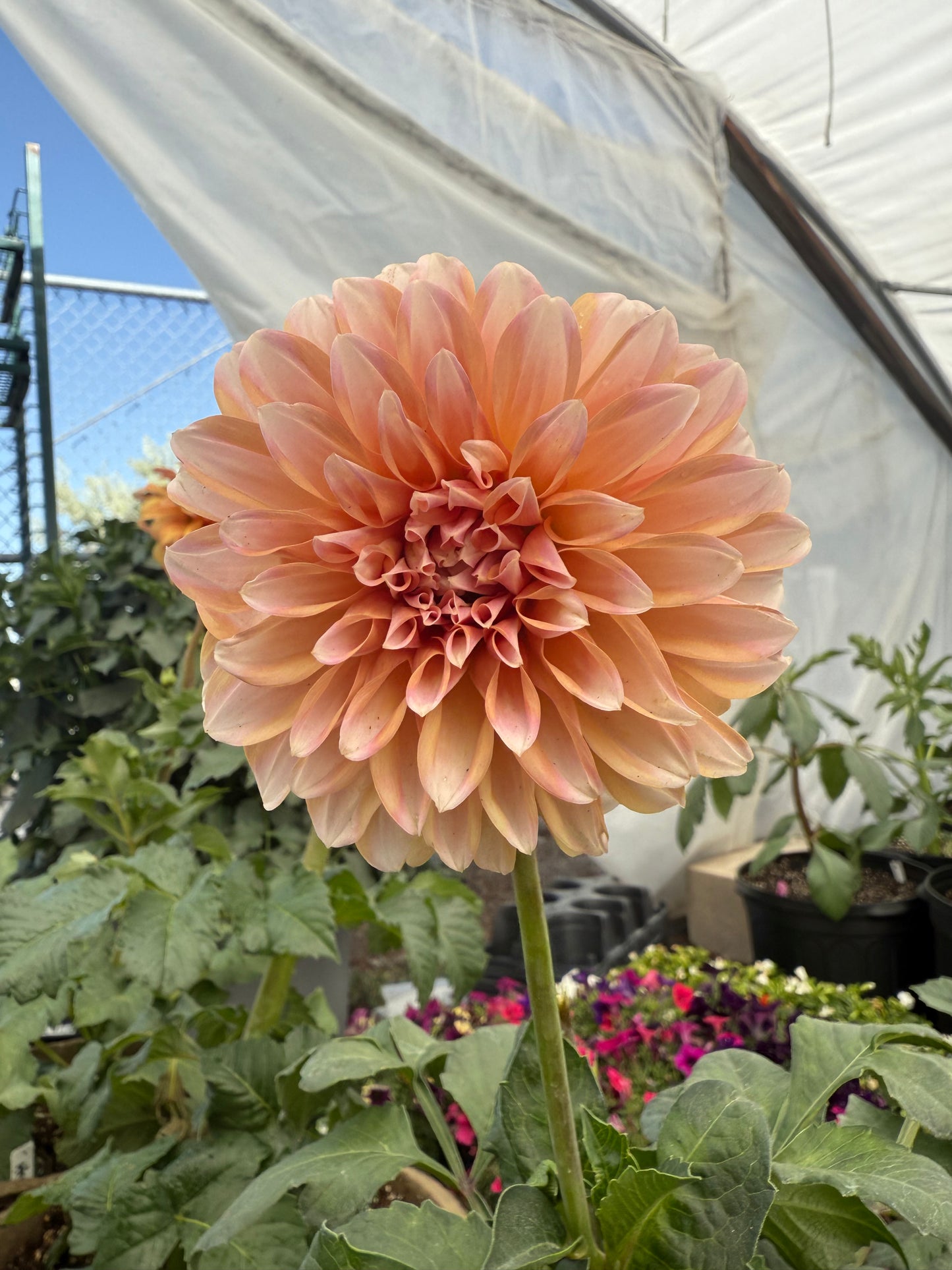 RM Whirligig Rooted Cuttings