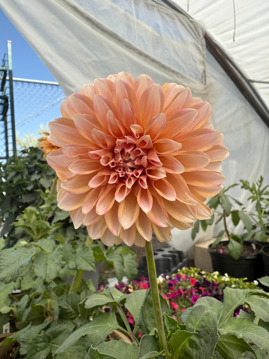 RM Whirligig Rooted Cuttings