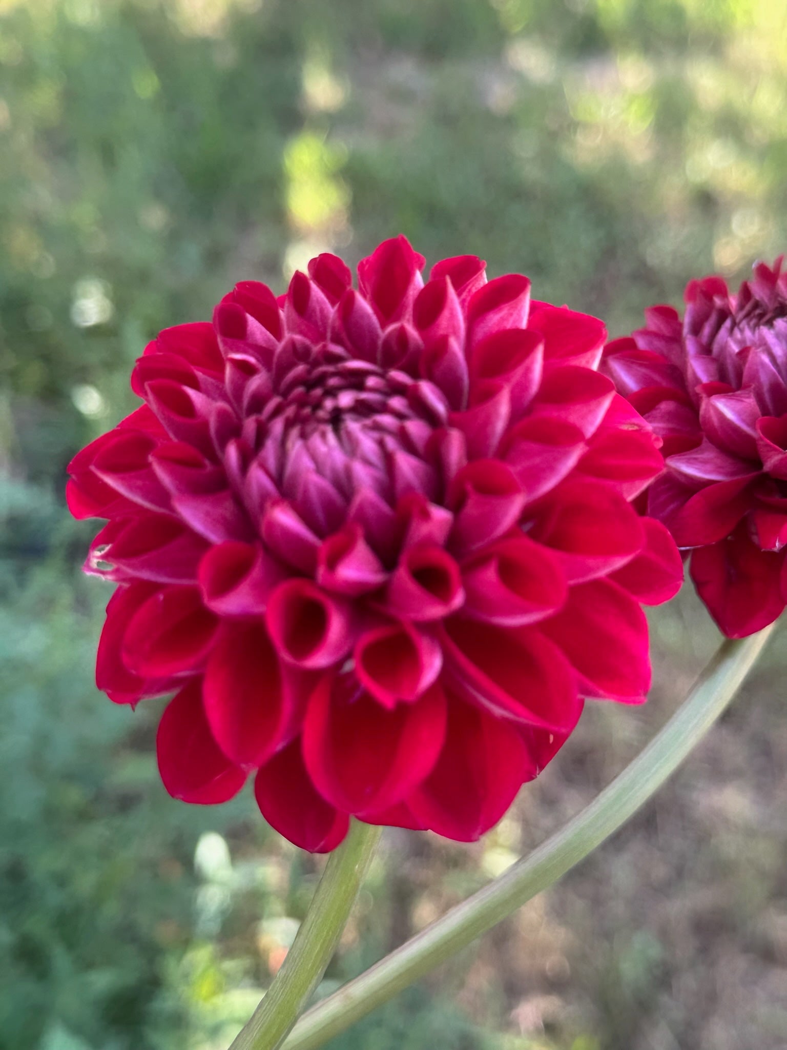 RM Silver Fox Dahlia