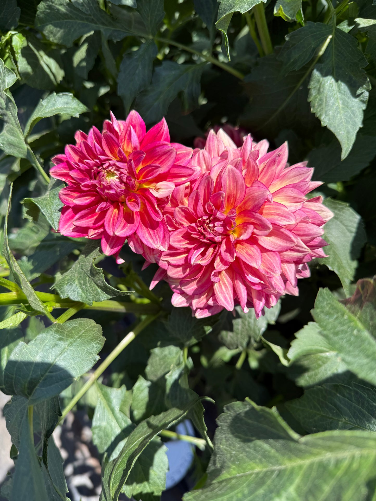 Lee's Scarlet Macaw Dahlia
