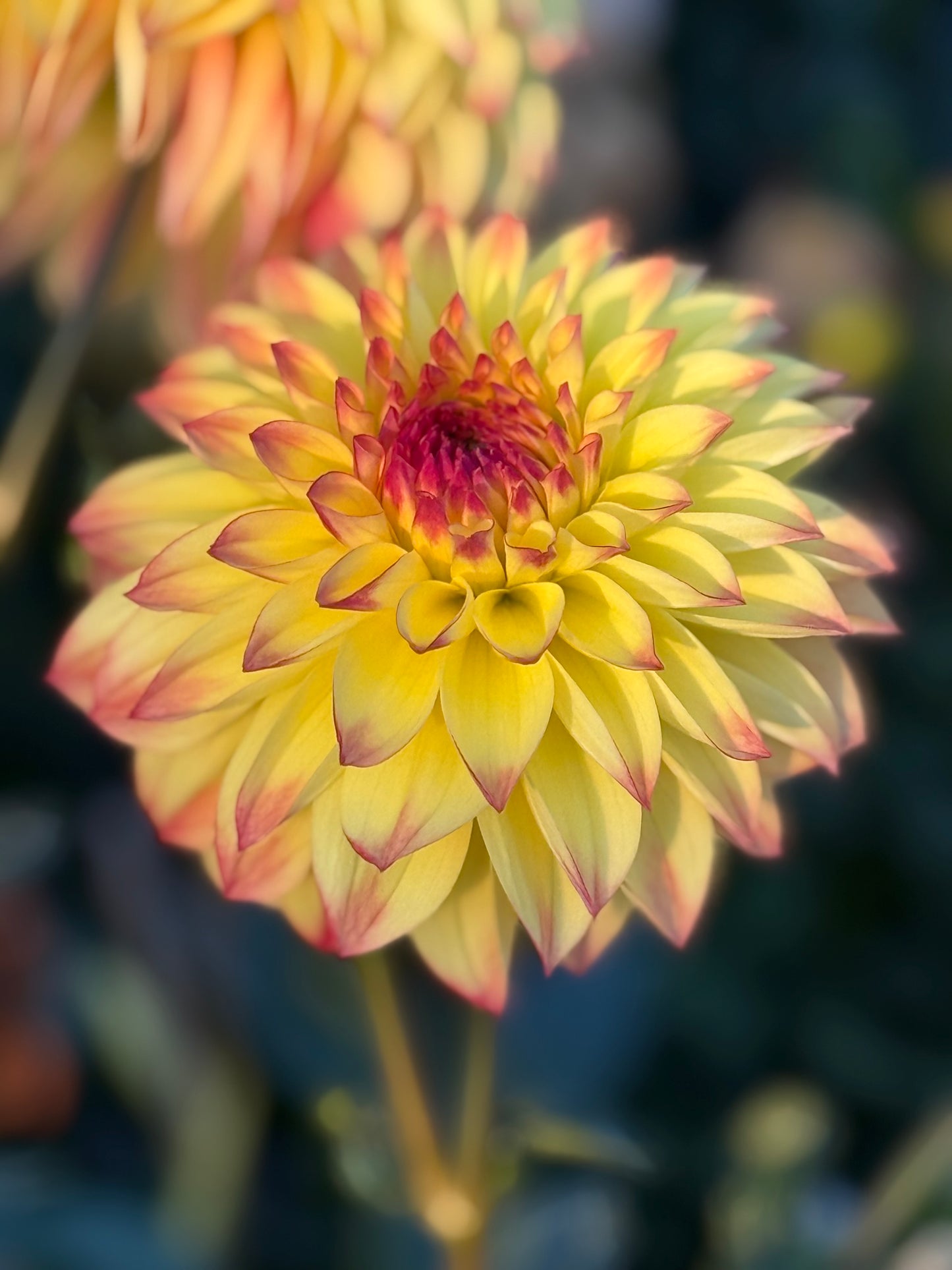 HBG Phoenix Phyre Dahlia