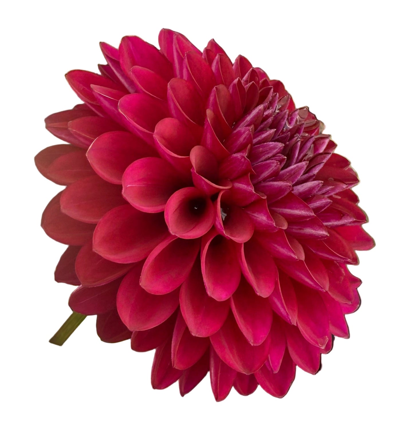 Barbarry Aloha Rooted Cuttings