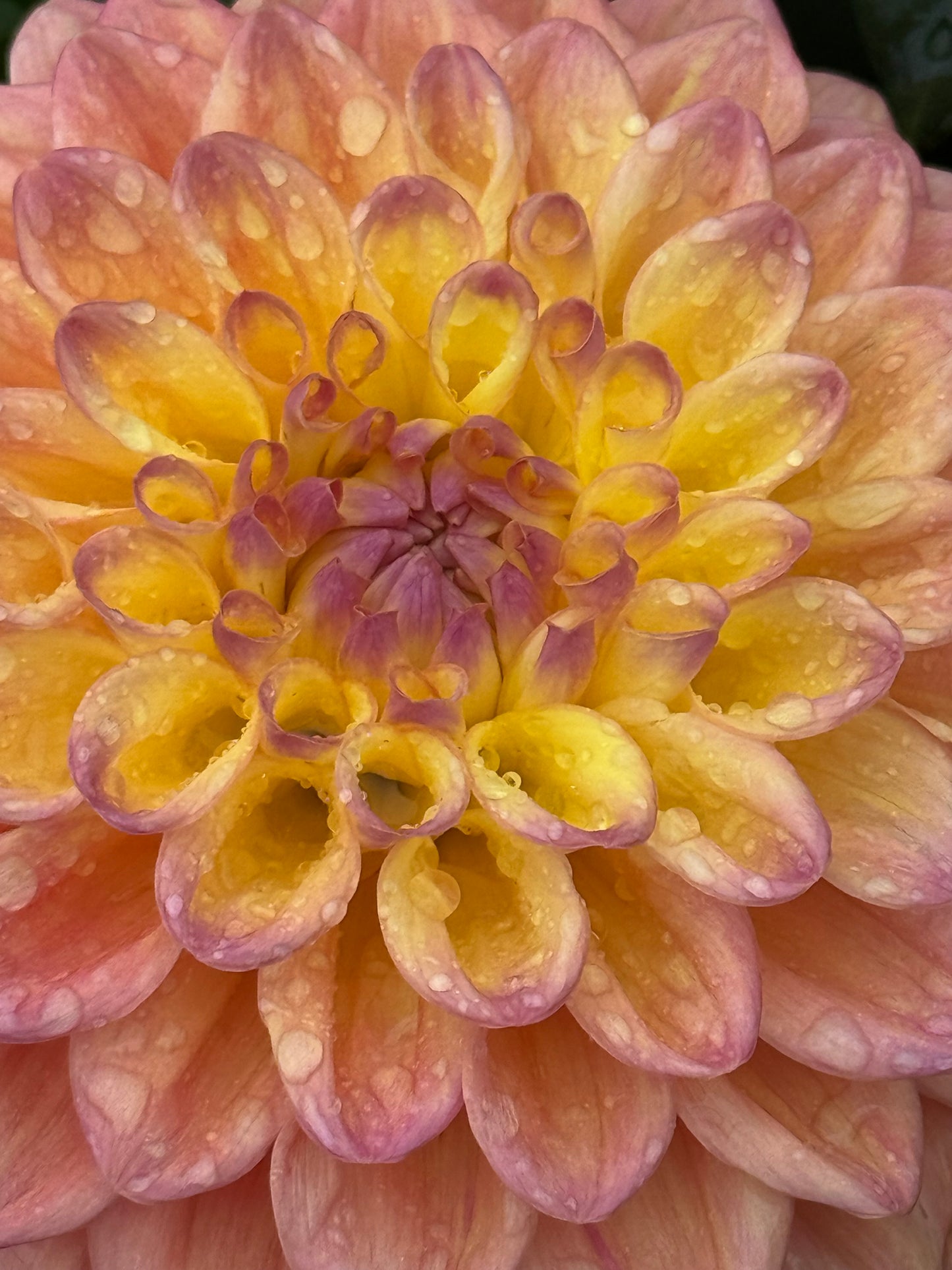 Dikara Jodi Rooted Cuttings